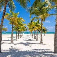 A view of the beach near the palm trees during the daytime.