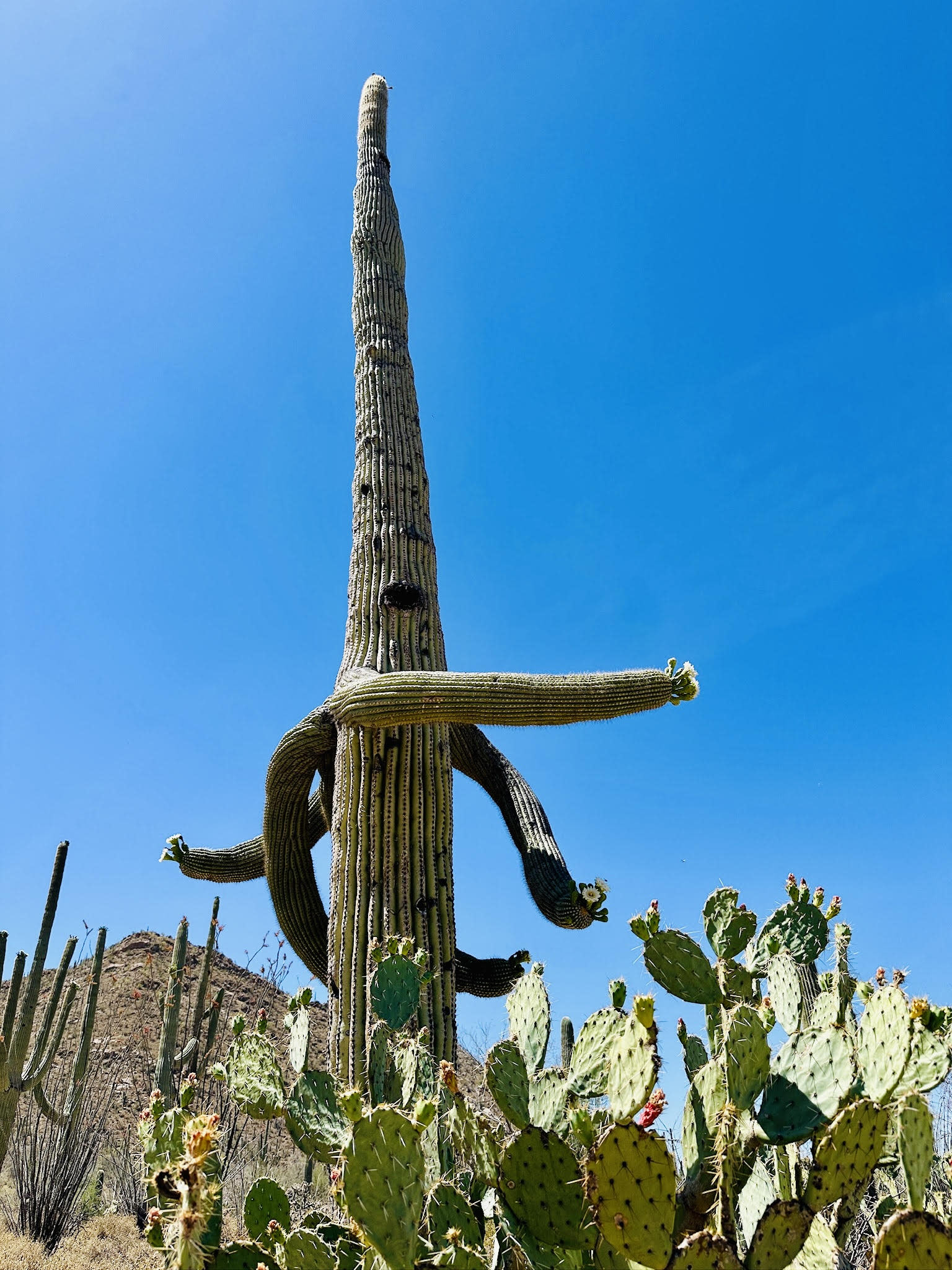 A tall cactus outside during the daytime