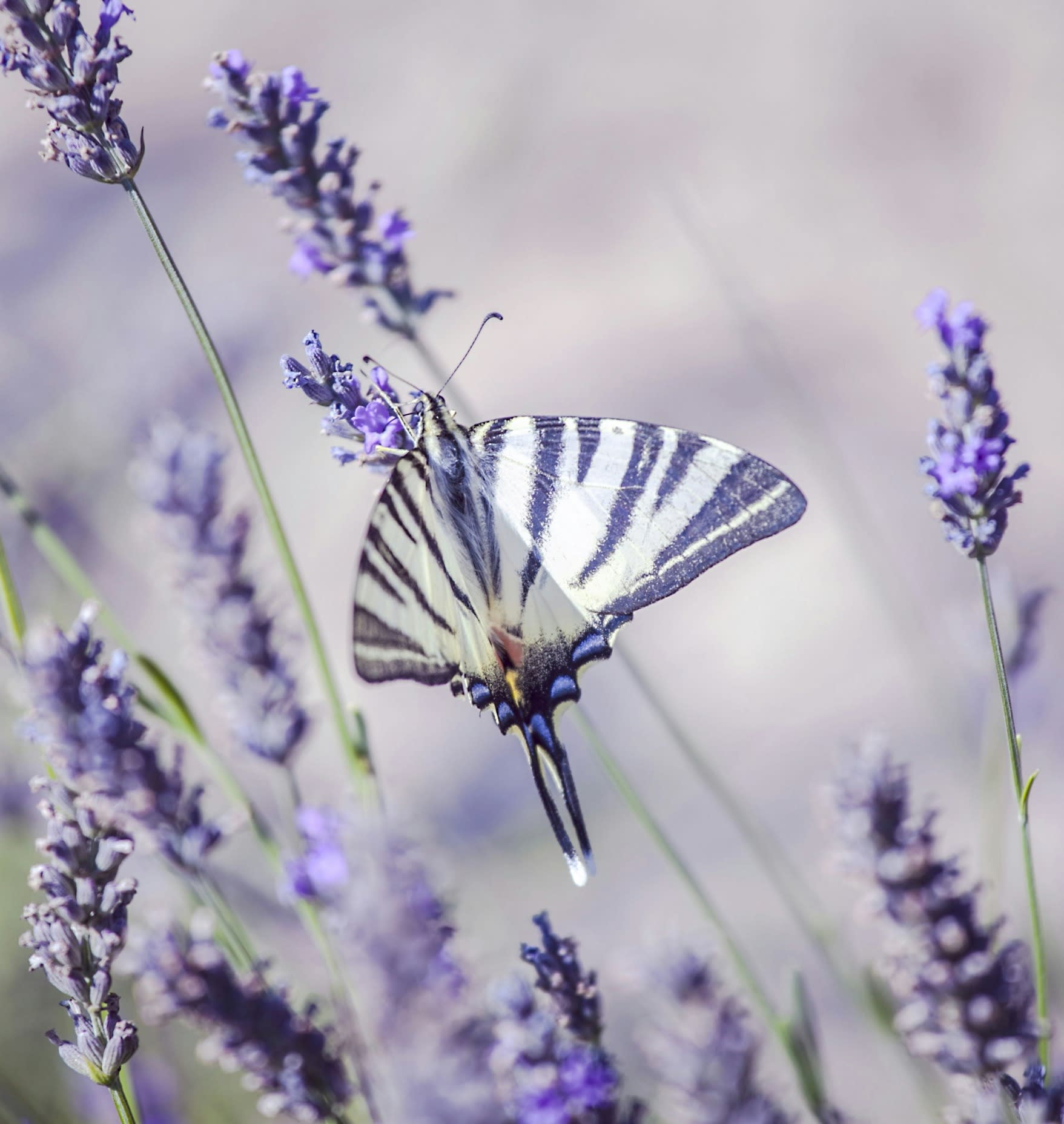 A beautiful butterfly is sucking the nectar from a whimsical lavender plant.