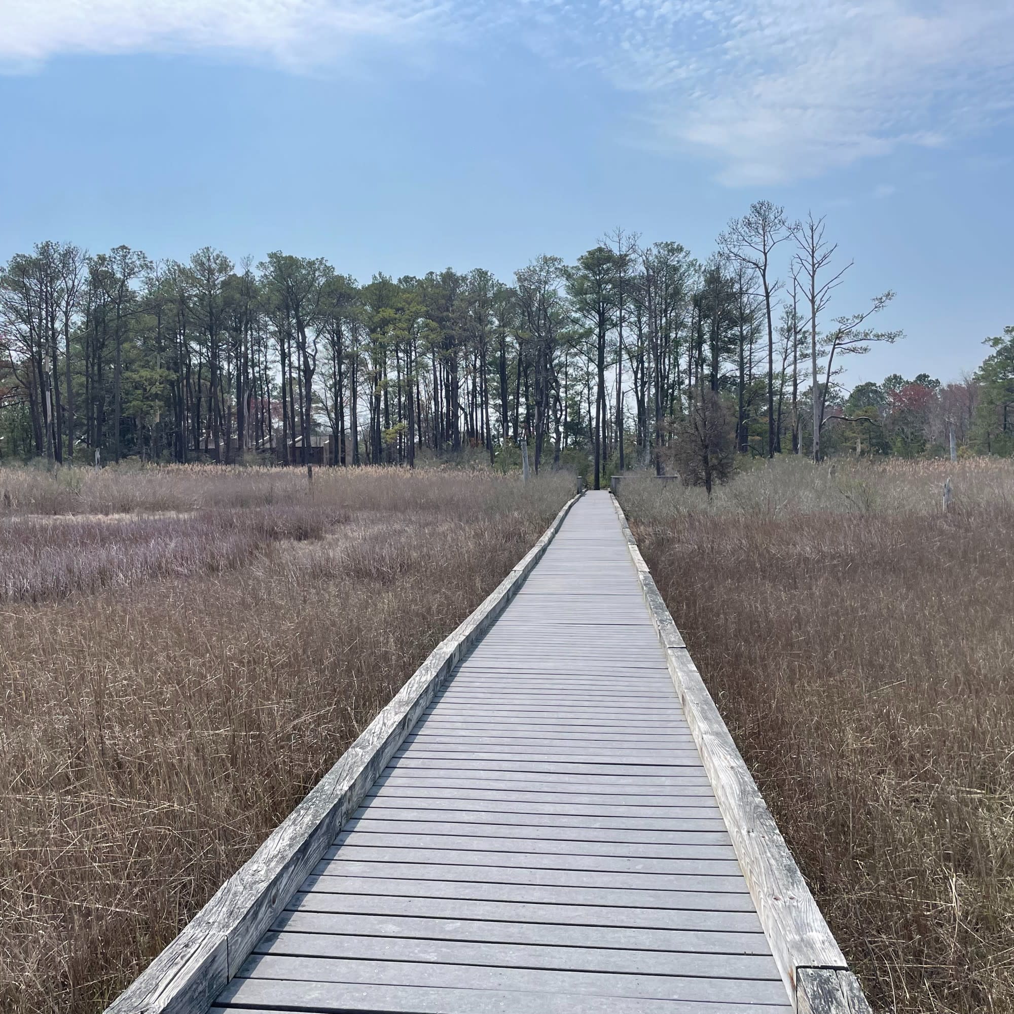 A long, wooden walkway in the middle of a field leading to a forest on a sunny day.