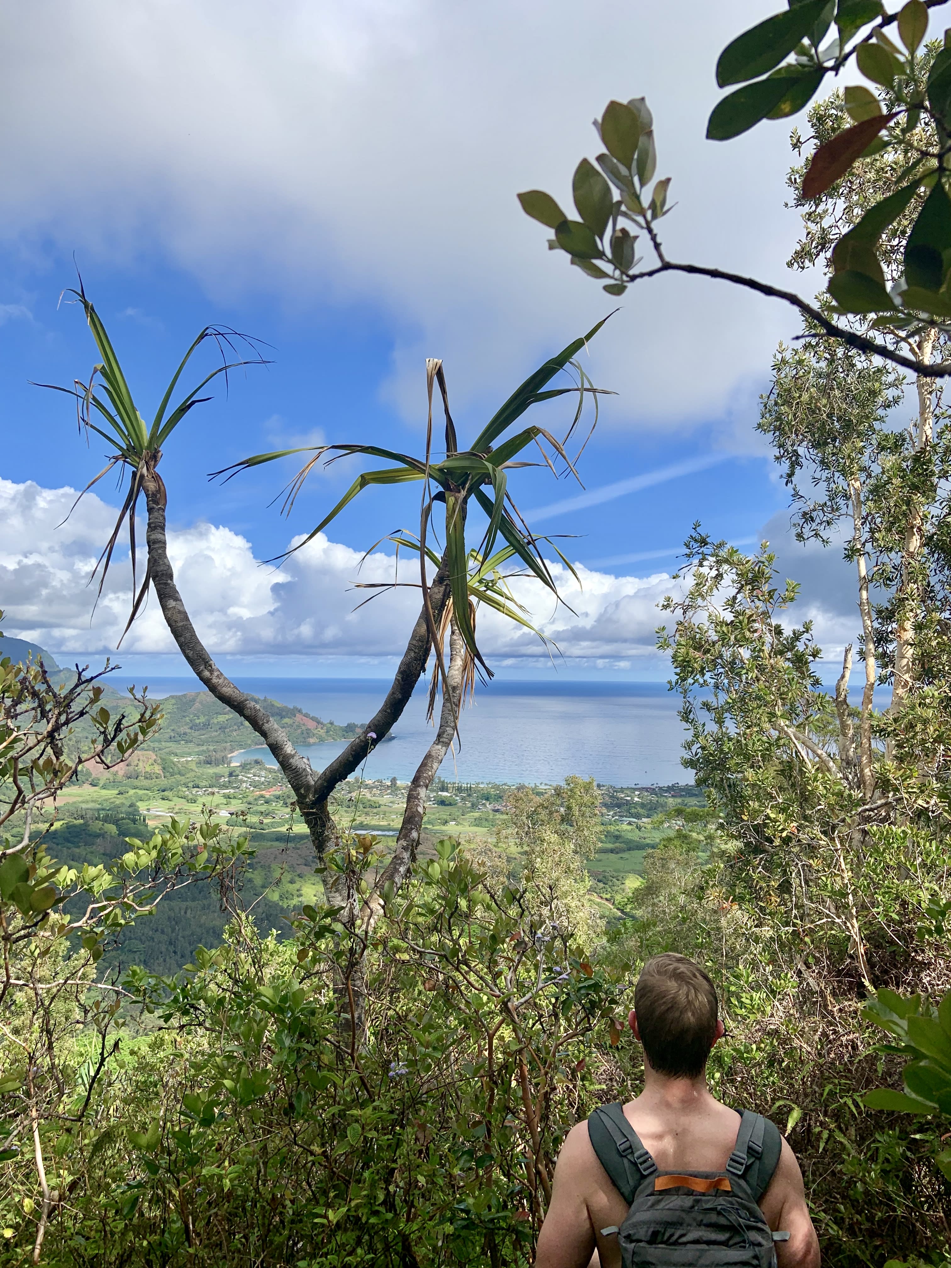 A person looking out on a green forest during the daytime