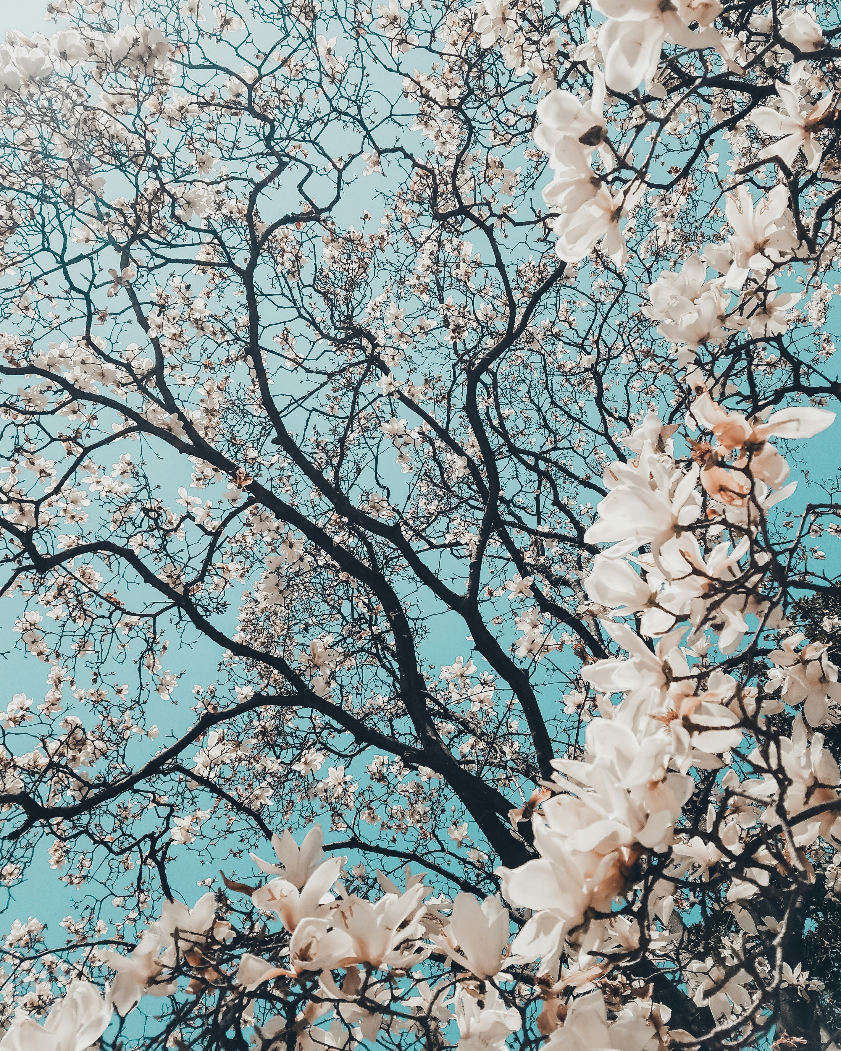 A Japanese cherry blossom tree in full bloom during the daytime