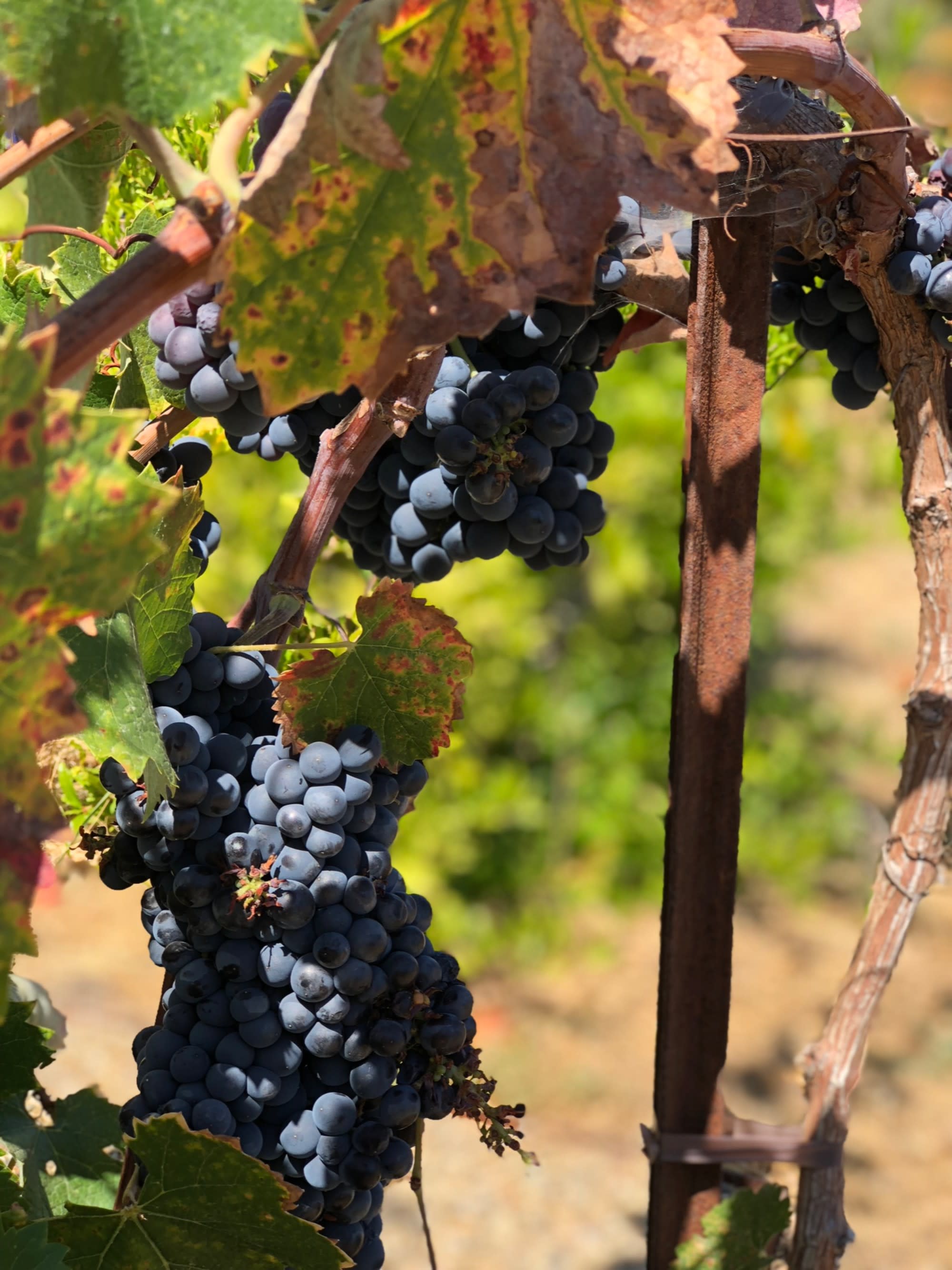 A close-up picture of grapes on a vine in a vineyard