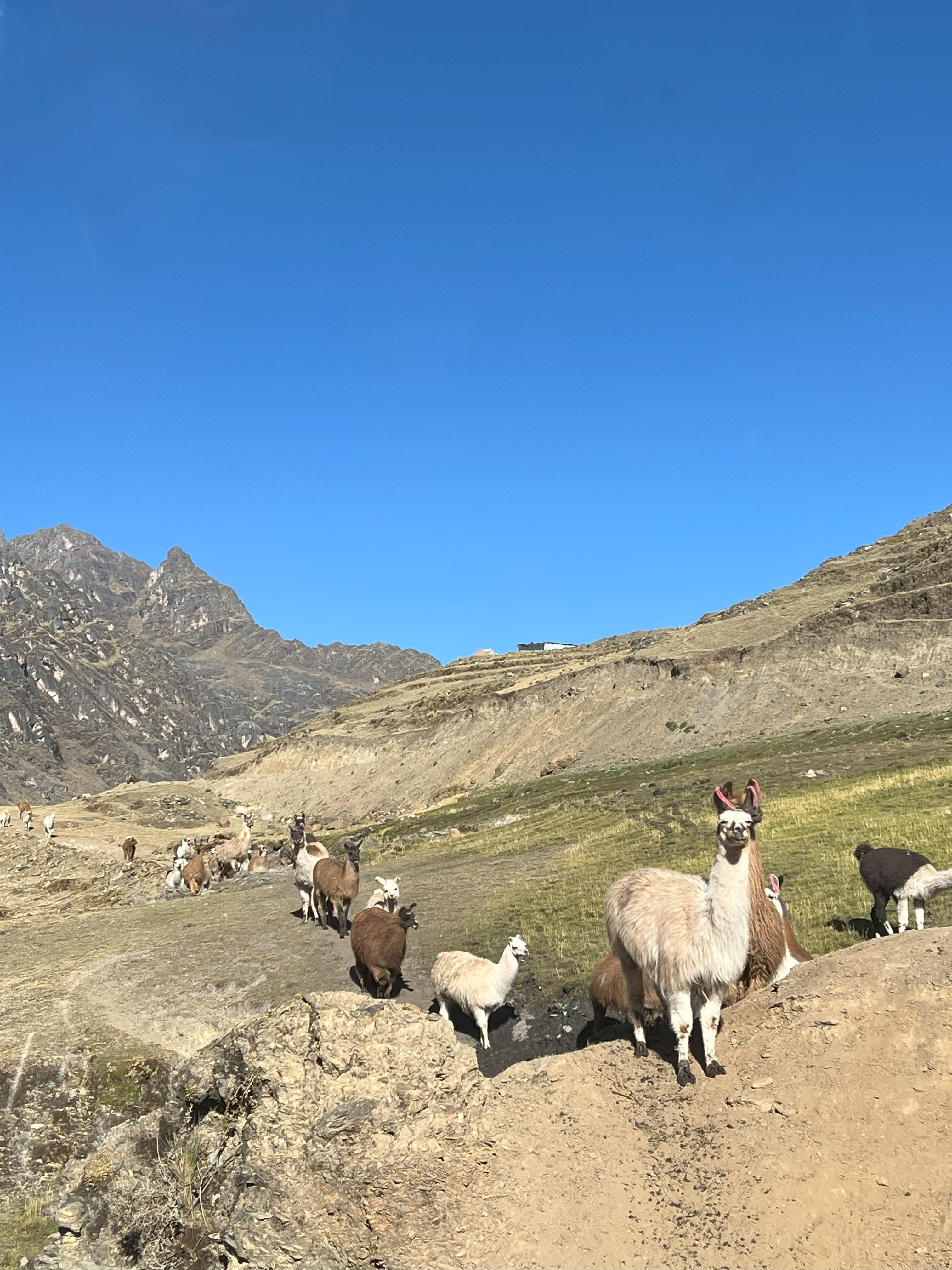 Llamas at Sacred Valley