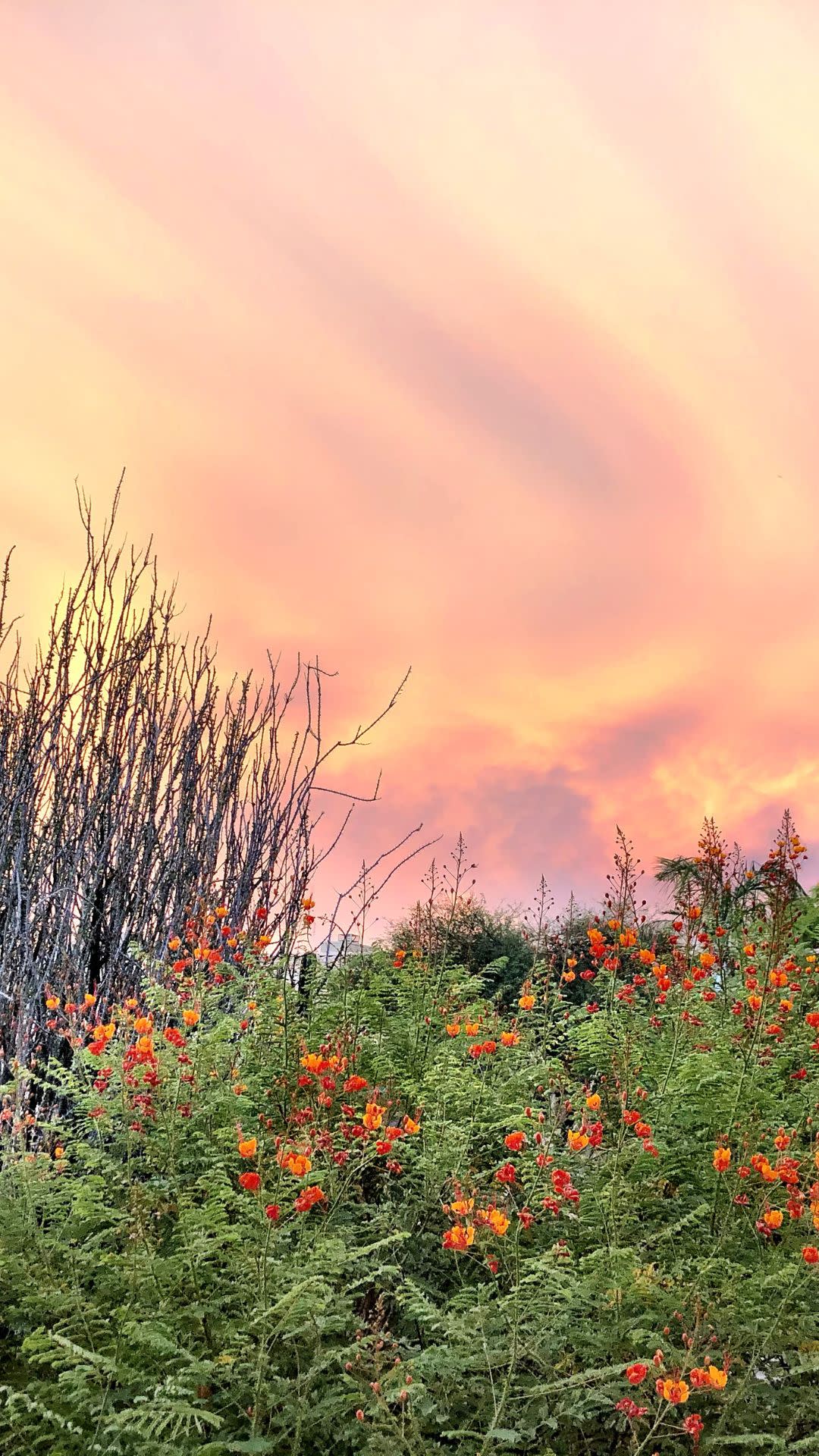 reddish pink sky at dusk