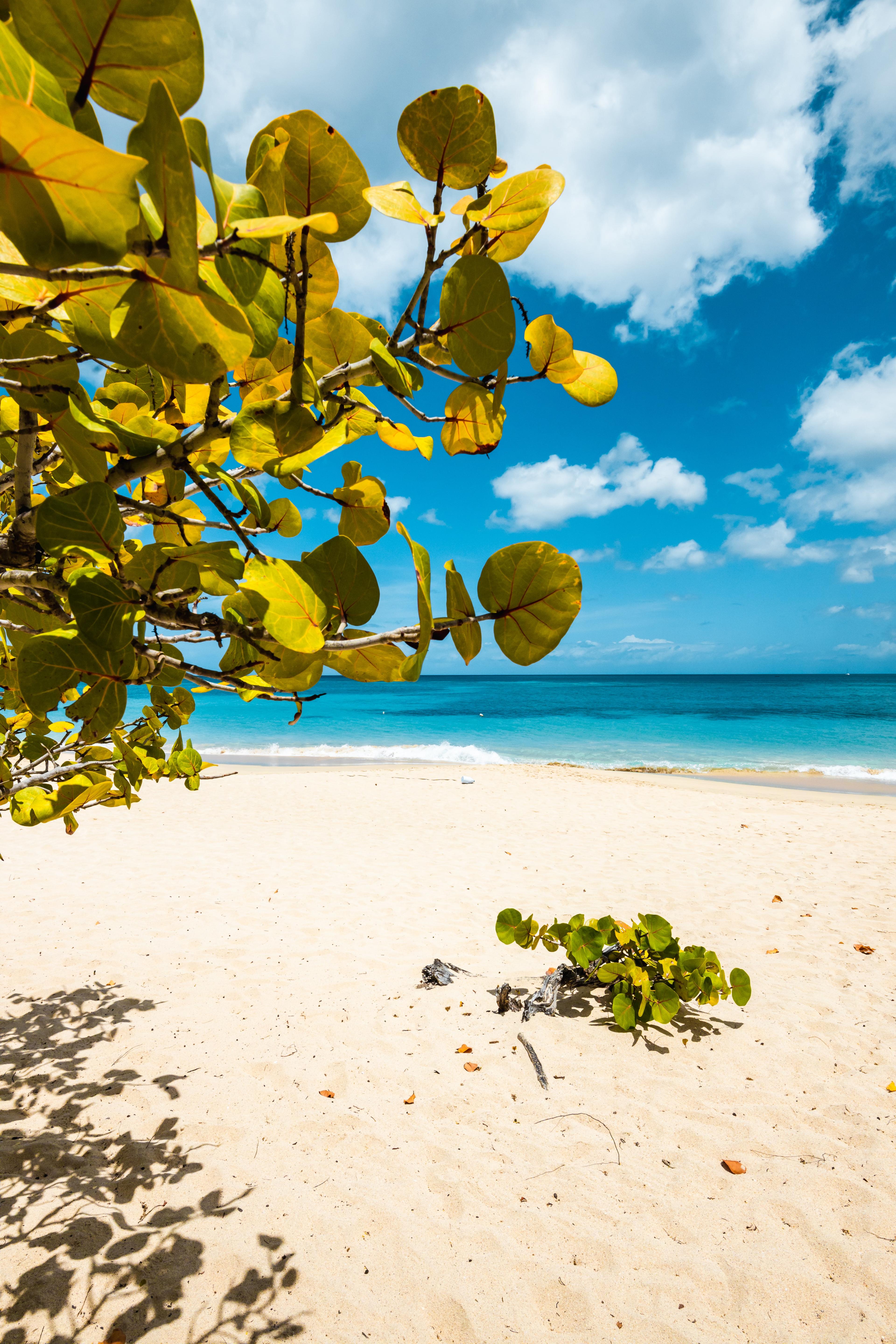 White sand and blue waters on a sunny day in Grenada