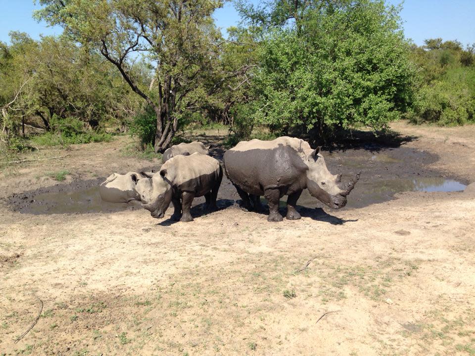 A Beginners Guide to Africa (Part 2 of 3): Safari