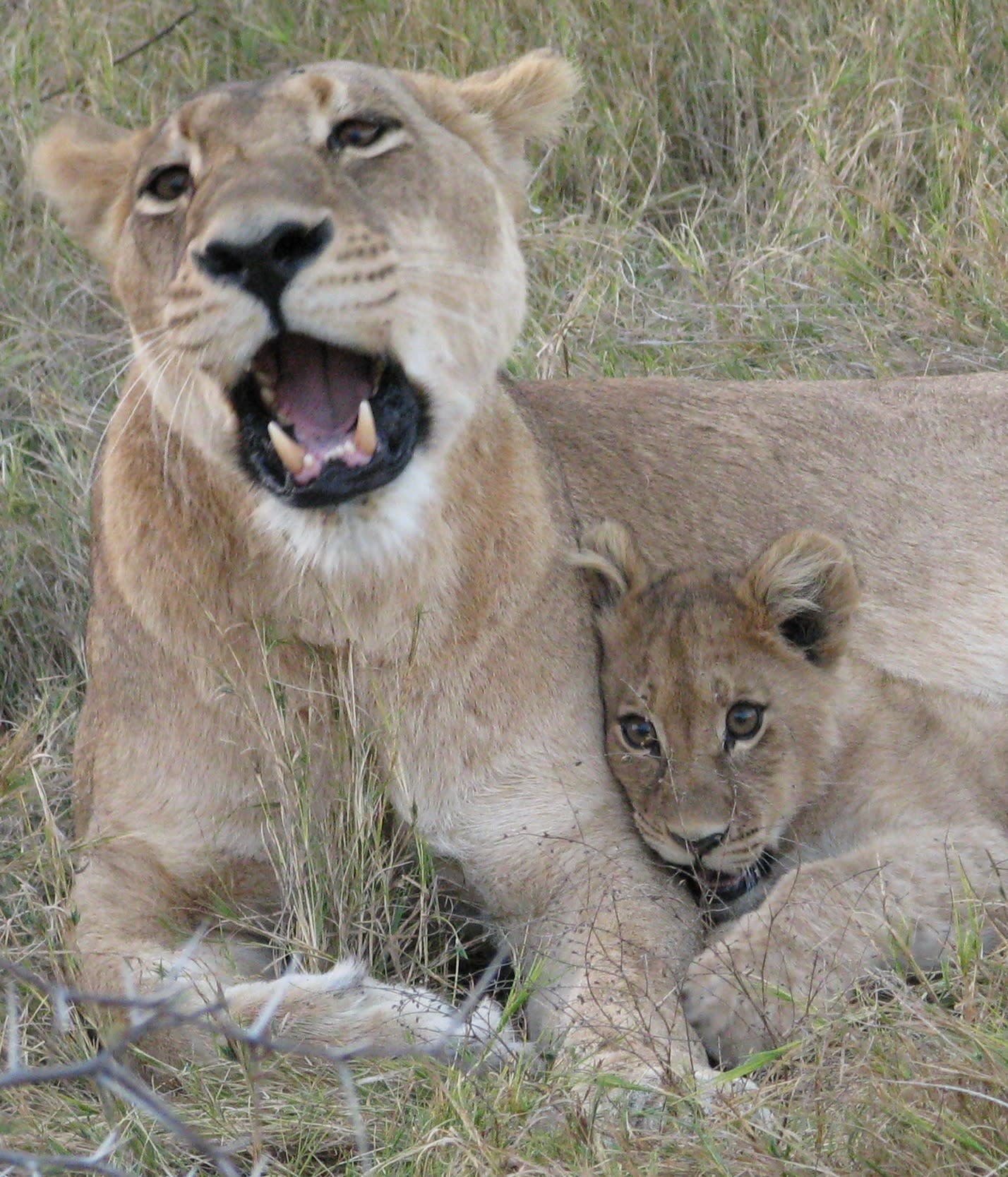 An African Odyssey: Johannesburg, Victoria Falls, Tracking the Big 5, and exploring Cape Town