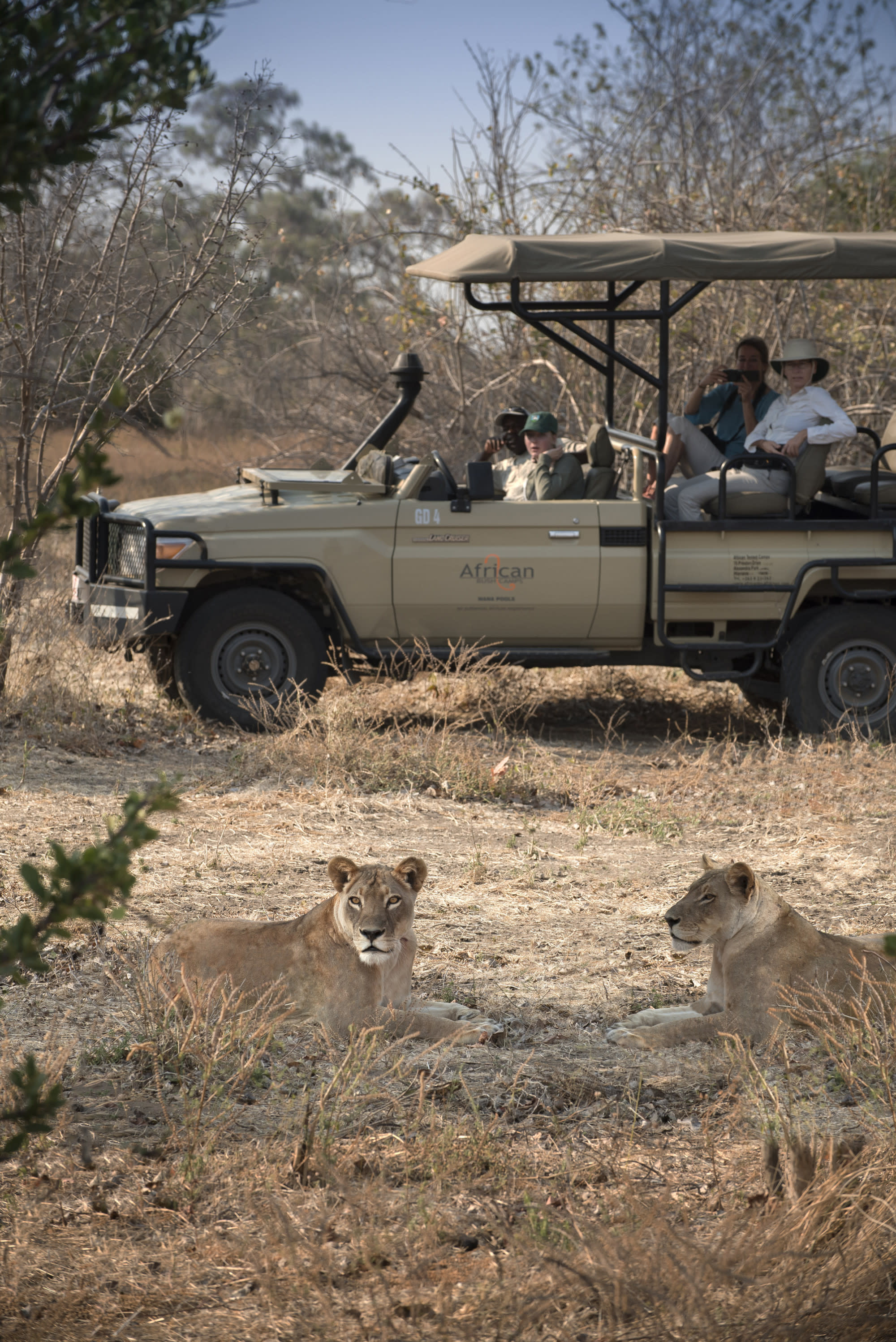 Symphony of the Savanna: A Safari in Zimbabwe's Wild Heart at Kanga Camp