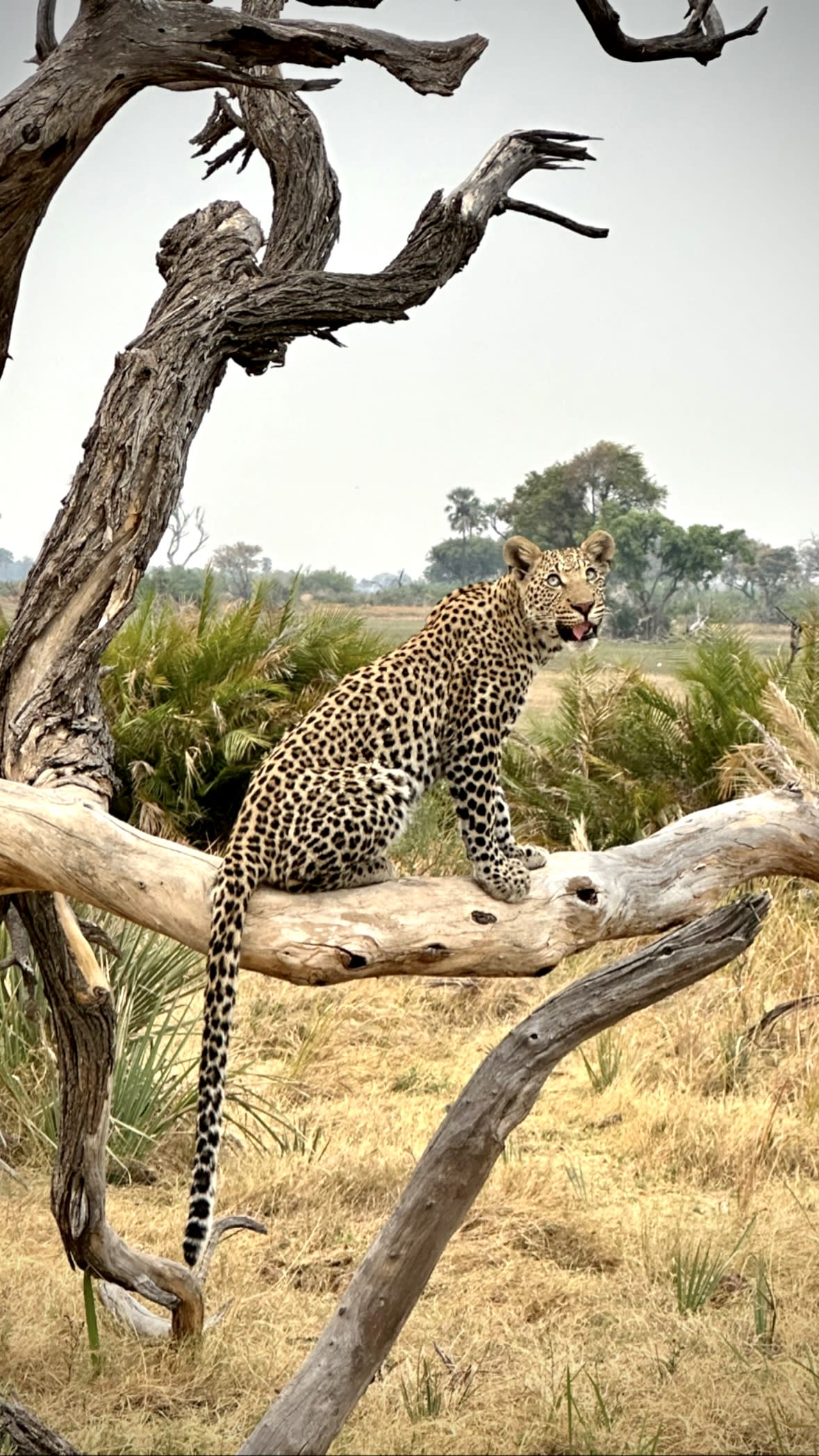 Epic safari at Xigera