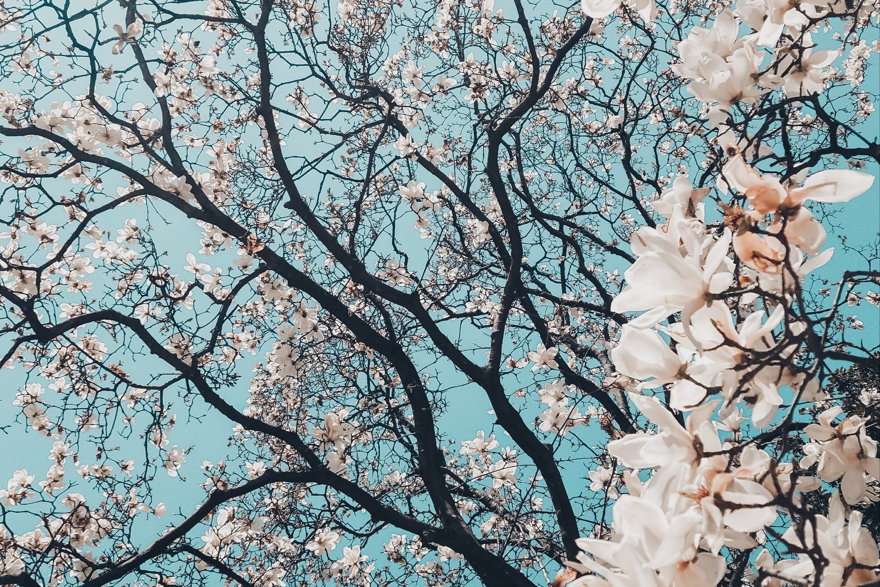 May in Japan: Backpacks and Ball Caps from Okinawa to Tokyo