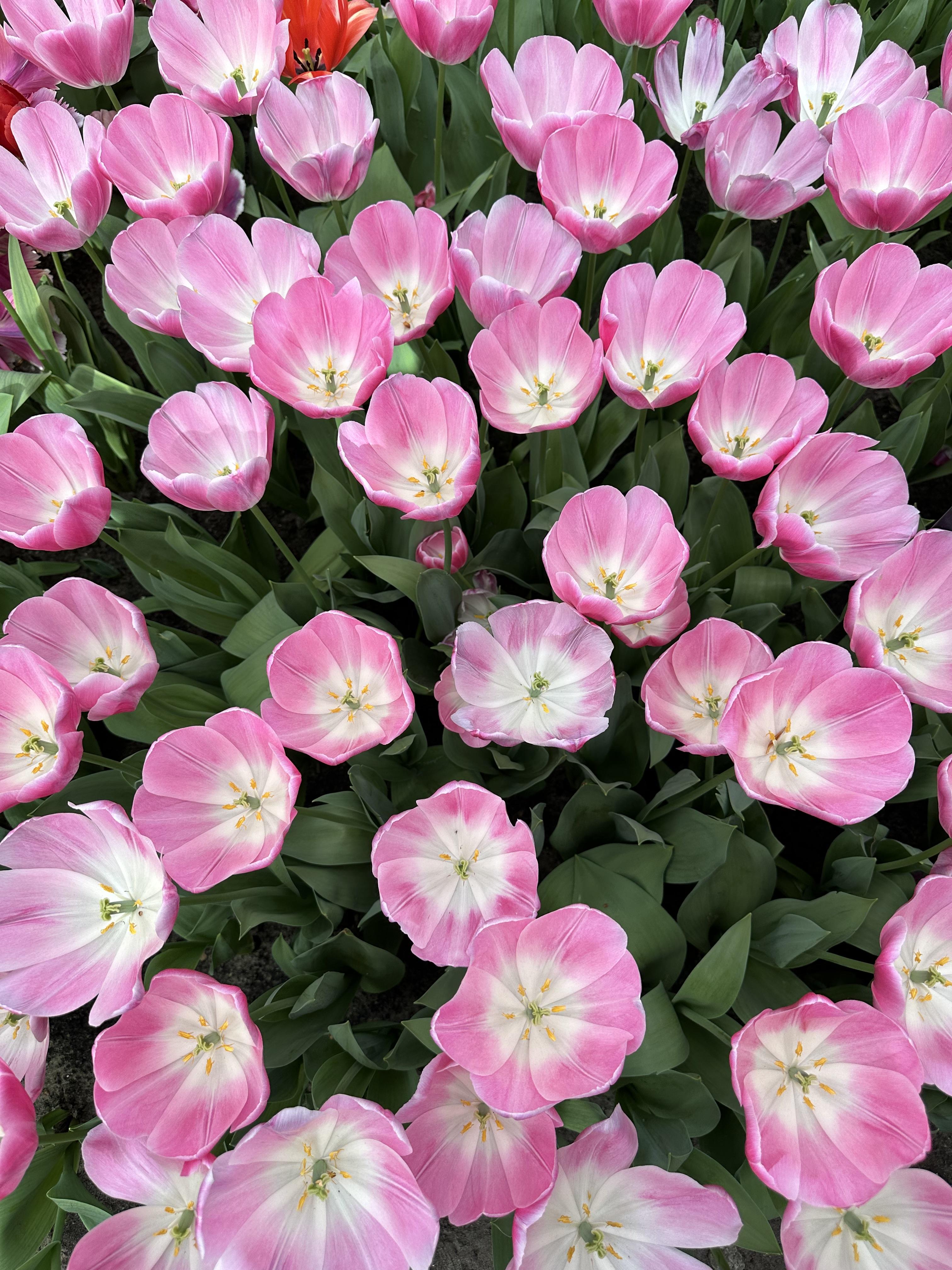 Advisor - Guide to Seeing Tulips in the Netherlands: Keukenhof, Tulip Fields and Best Times to Visit