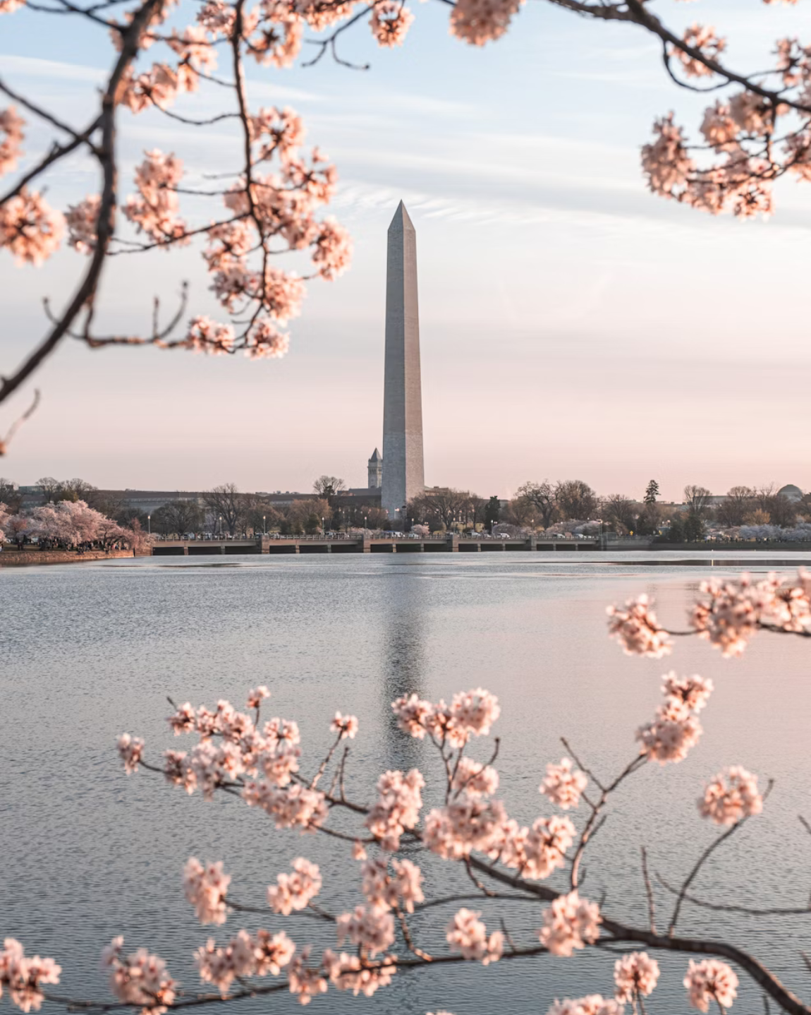 Advisor - Guide to DC Cherry Blossom Season