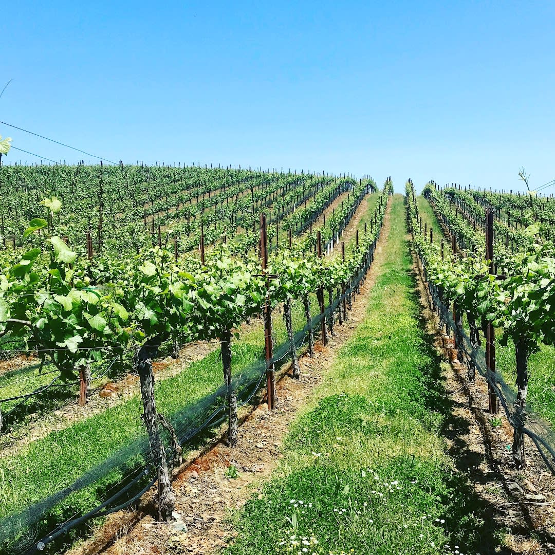 Advisor - Healdsburg: Your Gateway to Sonoma's Best Wines and Experiences