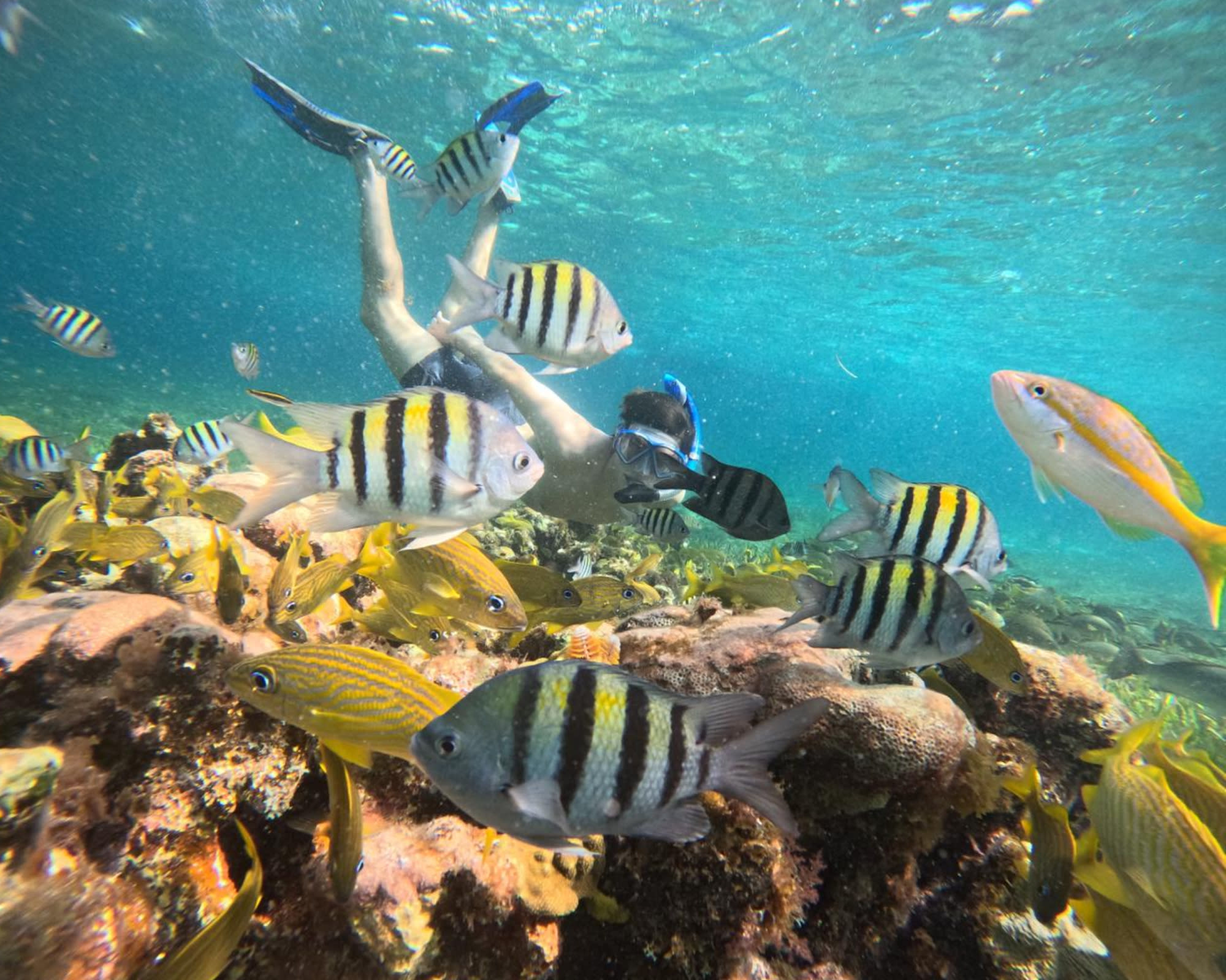 Advisor - Snorkeling in Cozumel, Mexico