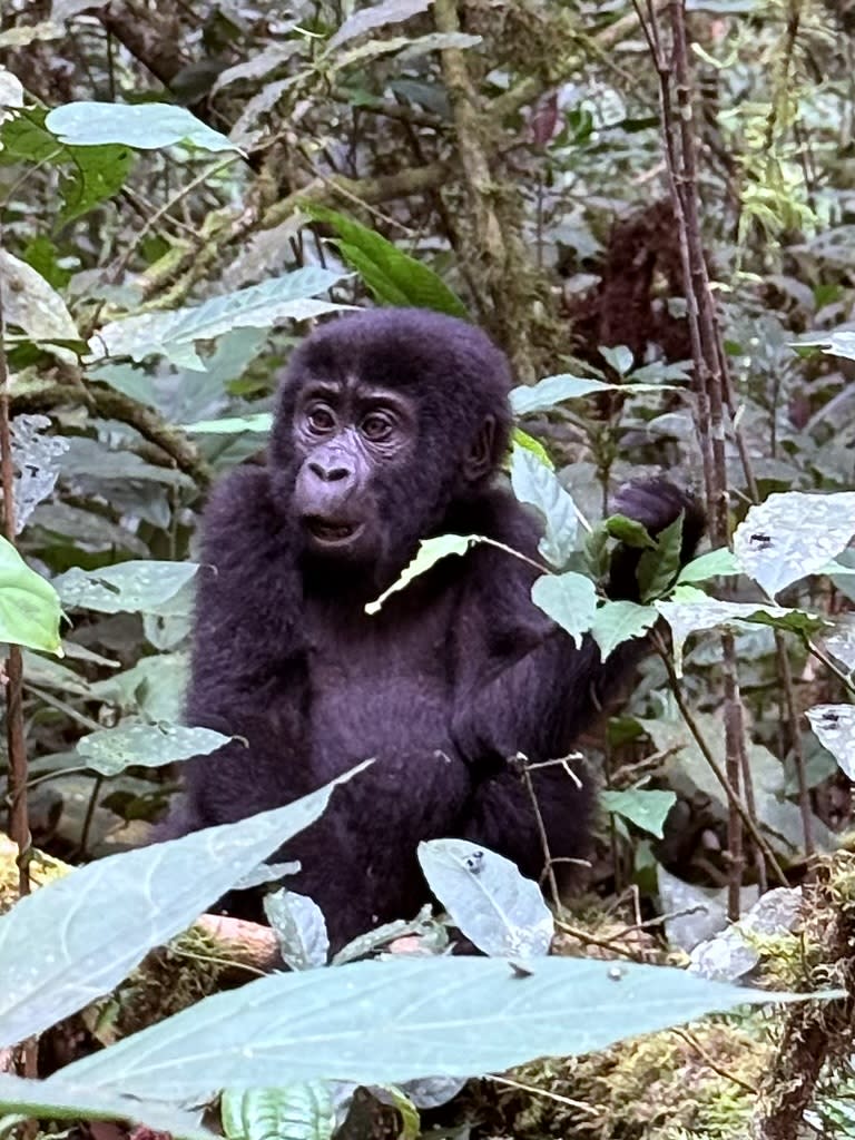 Ugandan Chimps, Gorillas and Wildlife Safari With Hornbill Treks & Safaris