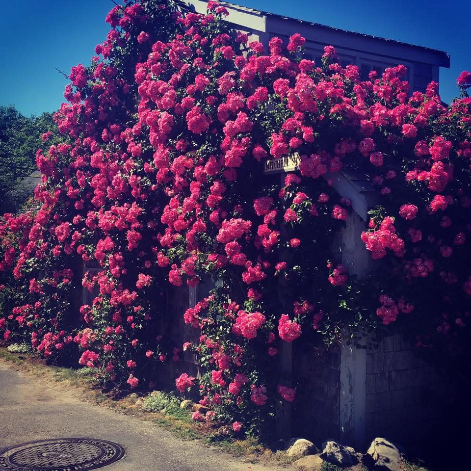 Advisor - 36 Hours with The Grey Lady: Weekend Guide to Nantucket