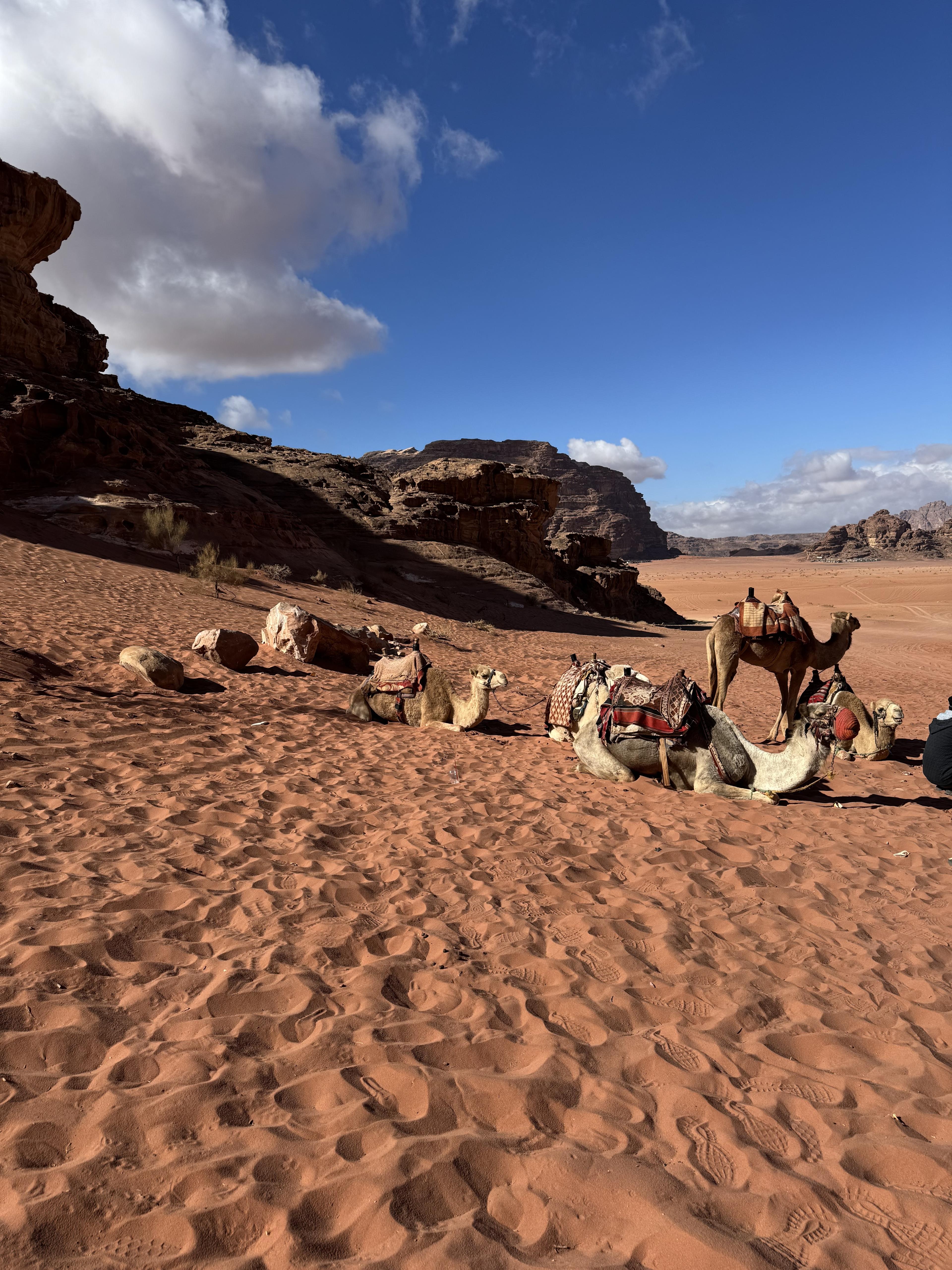 Advisor - Jordan Highlights: Road Trip Through the Desert