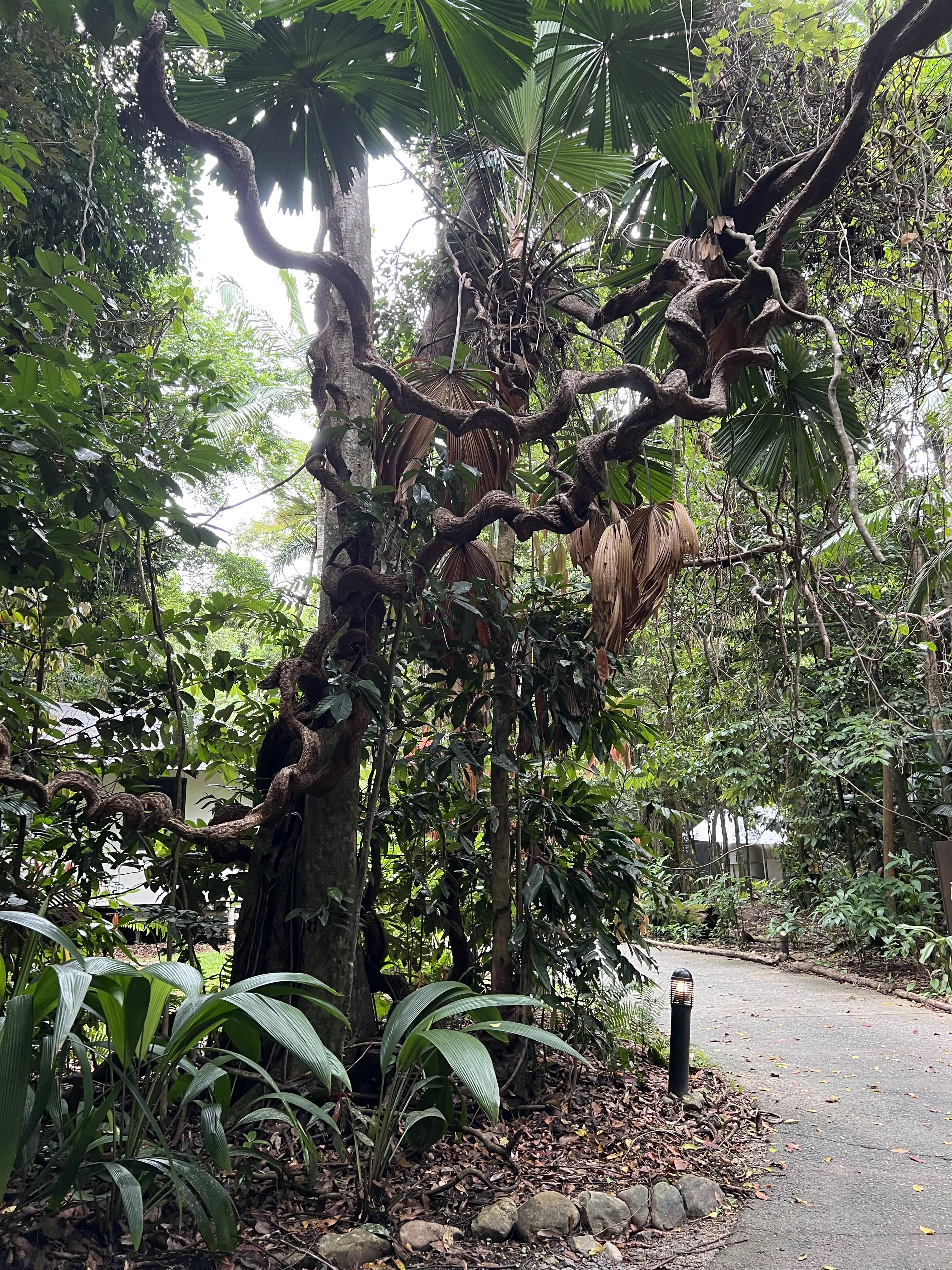 Australia’s Queensland Coast, Great Barrier Reef, and Daintree Rainforest