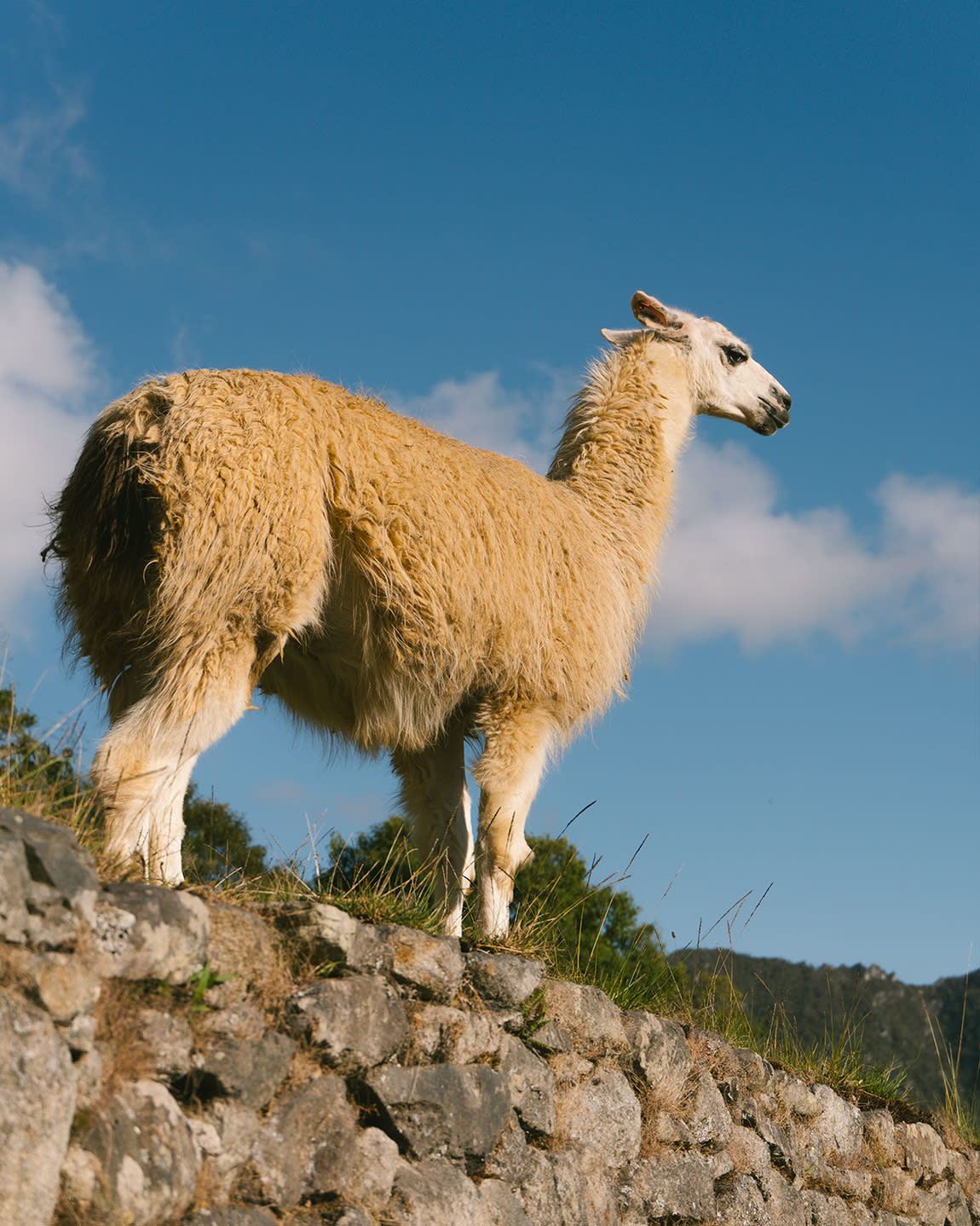 Advisor - A Journey Through Peru’s Cultural Heartlands & Wild Frontiers