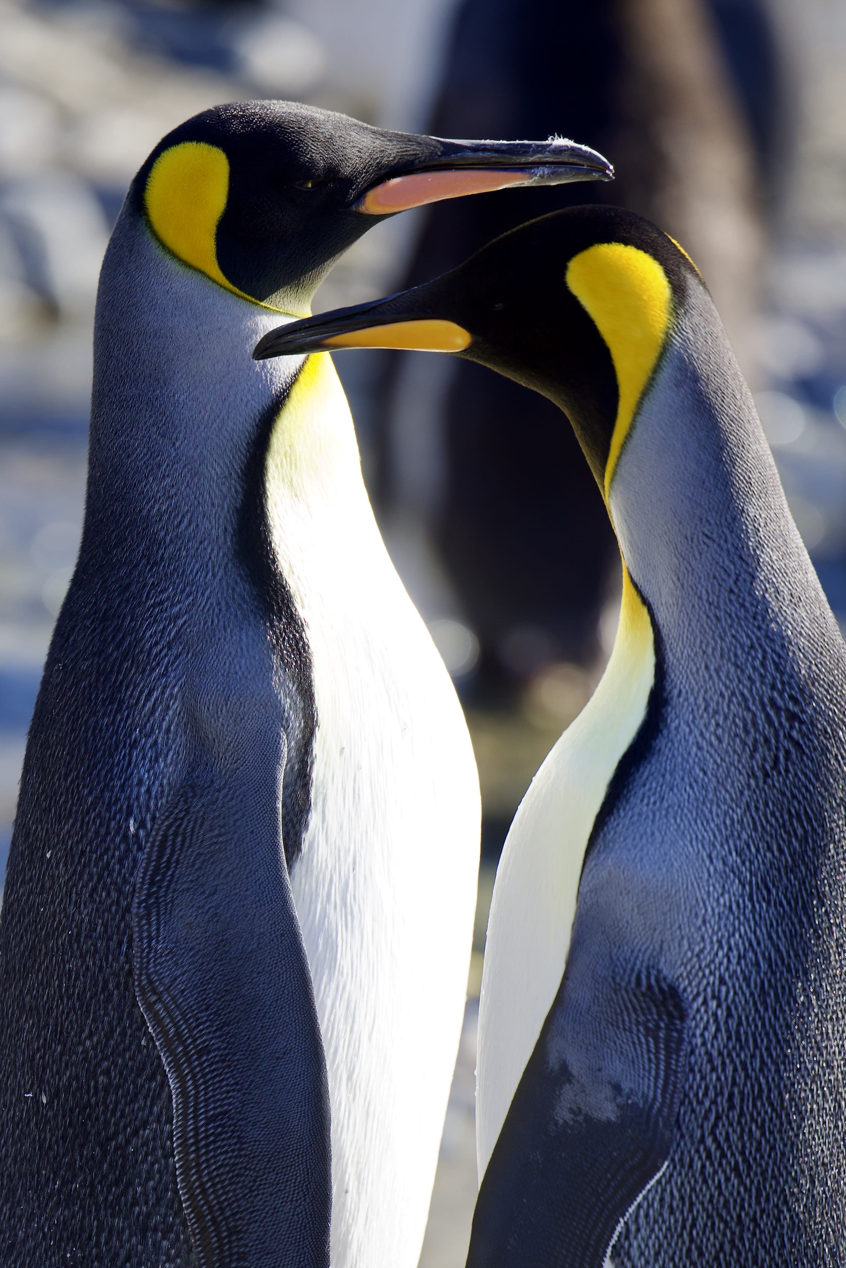 Experience a Luxurious Antarctica Cruise with Silversea on the Endeavour