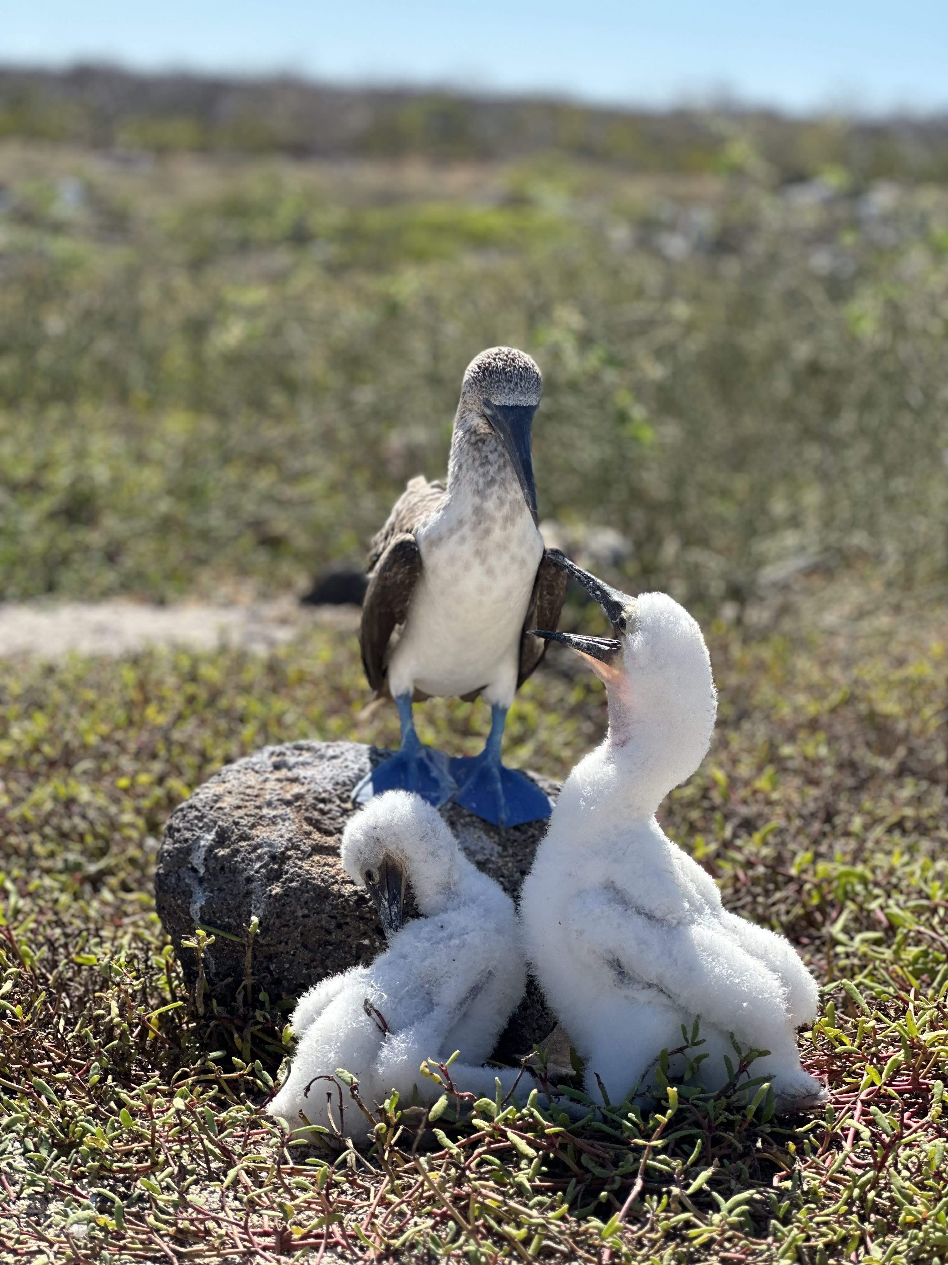 Wildlife Up Close: A Lindblad & National Geographic Galápagos Expedition