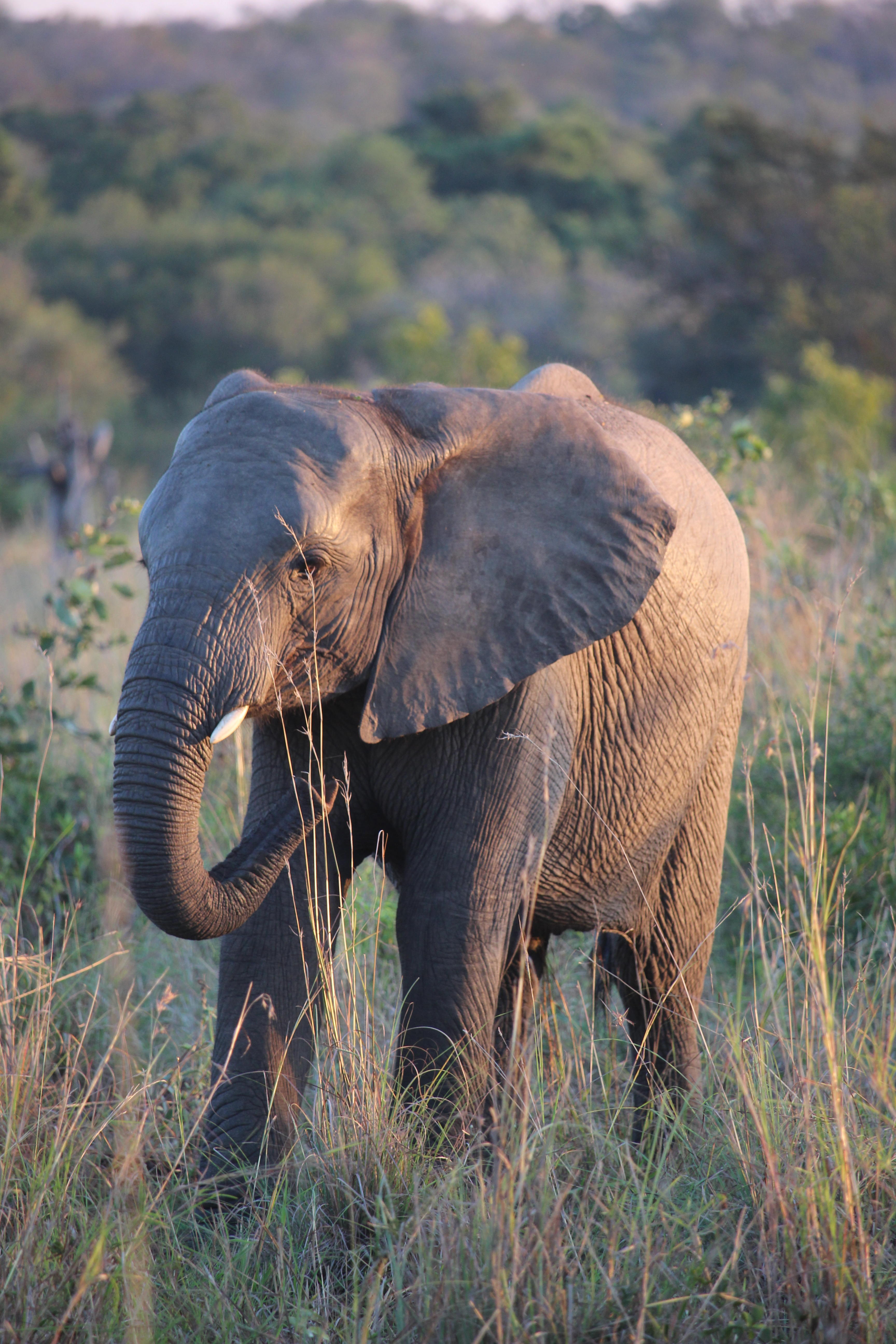 Find Your Safari Soulmate: The Best Safari Destination for Every Traveler