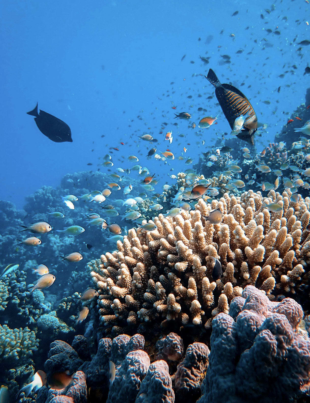 Advisor - Top 5 Places for Snorkeling & Scuba Diving in Egypt’s Red Sea