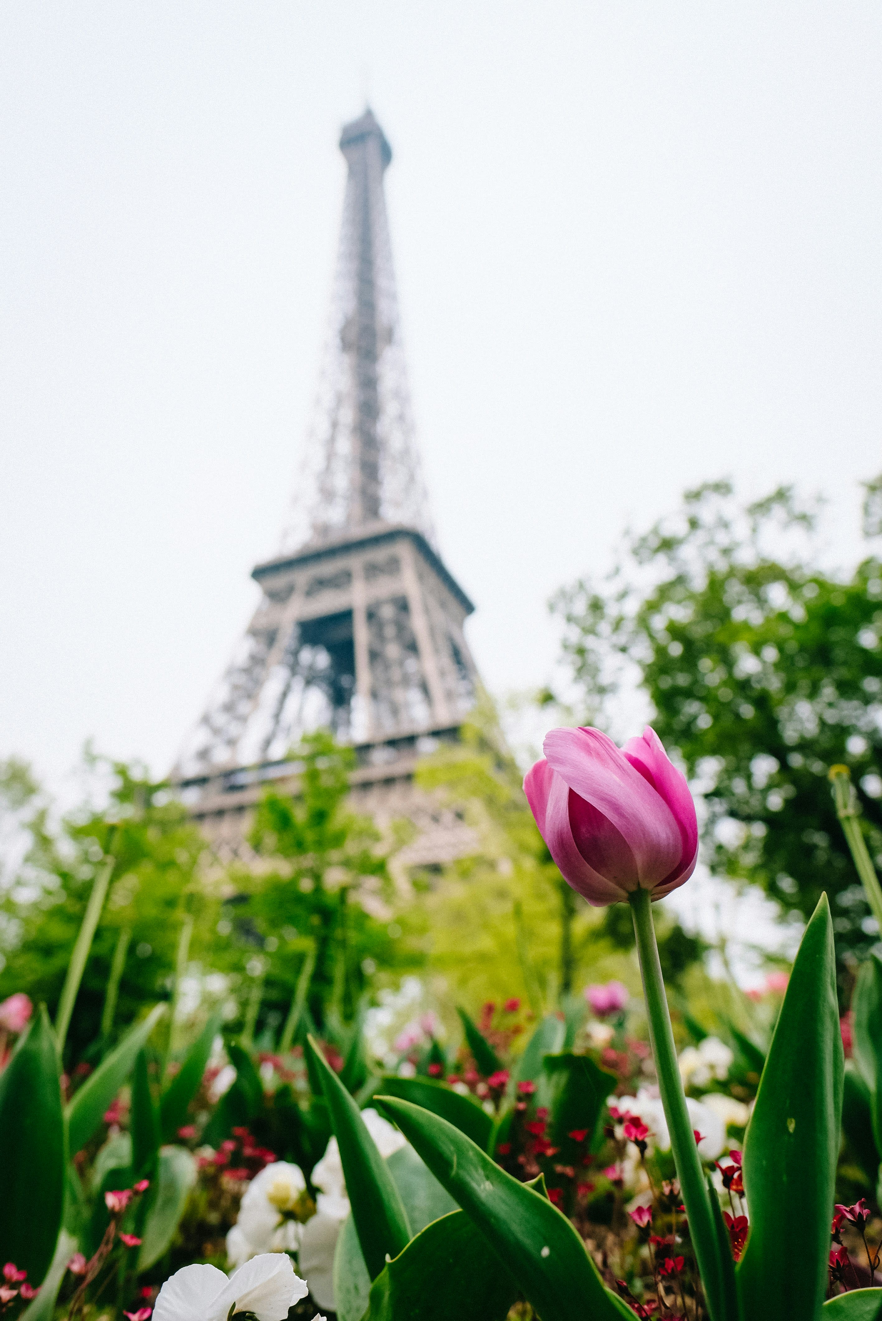 Seasons of Paris: When to Go & What to Know