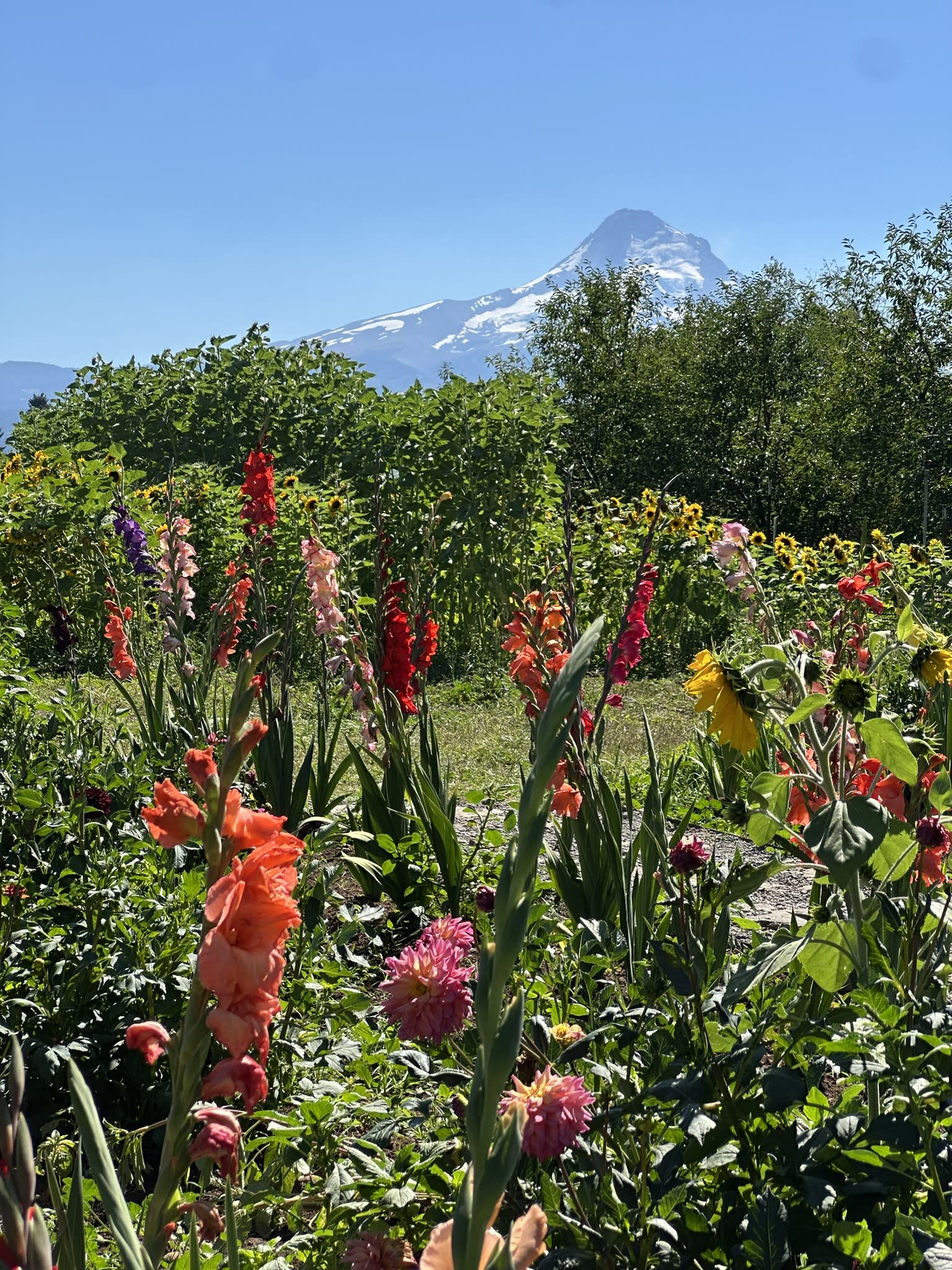 Accessibility Trip Report: Oregon Fruit Loop with Service Dogs
