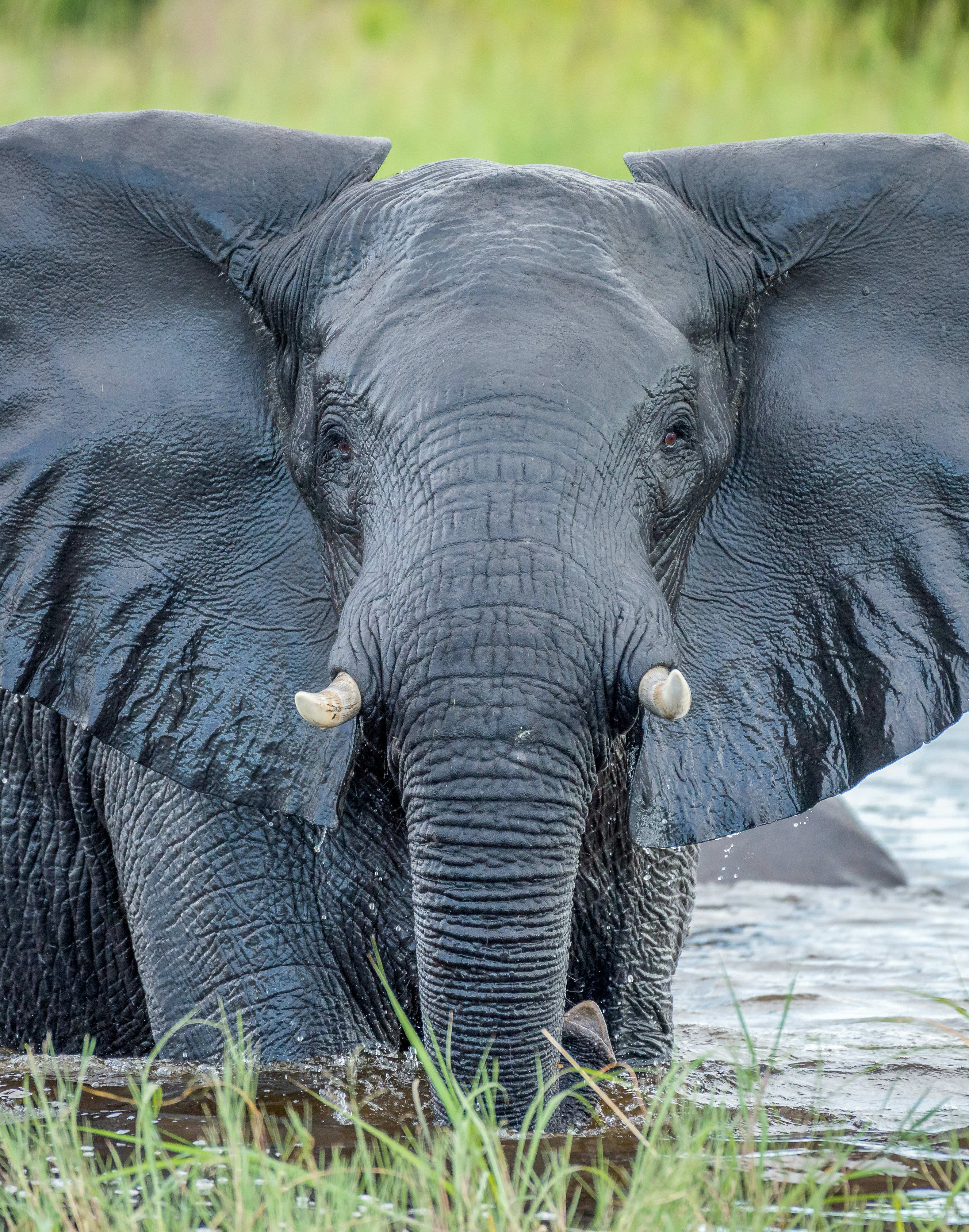 Ethical Travel: How to Experience Elephants the Right Way