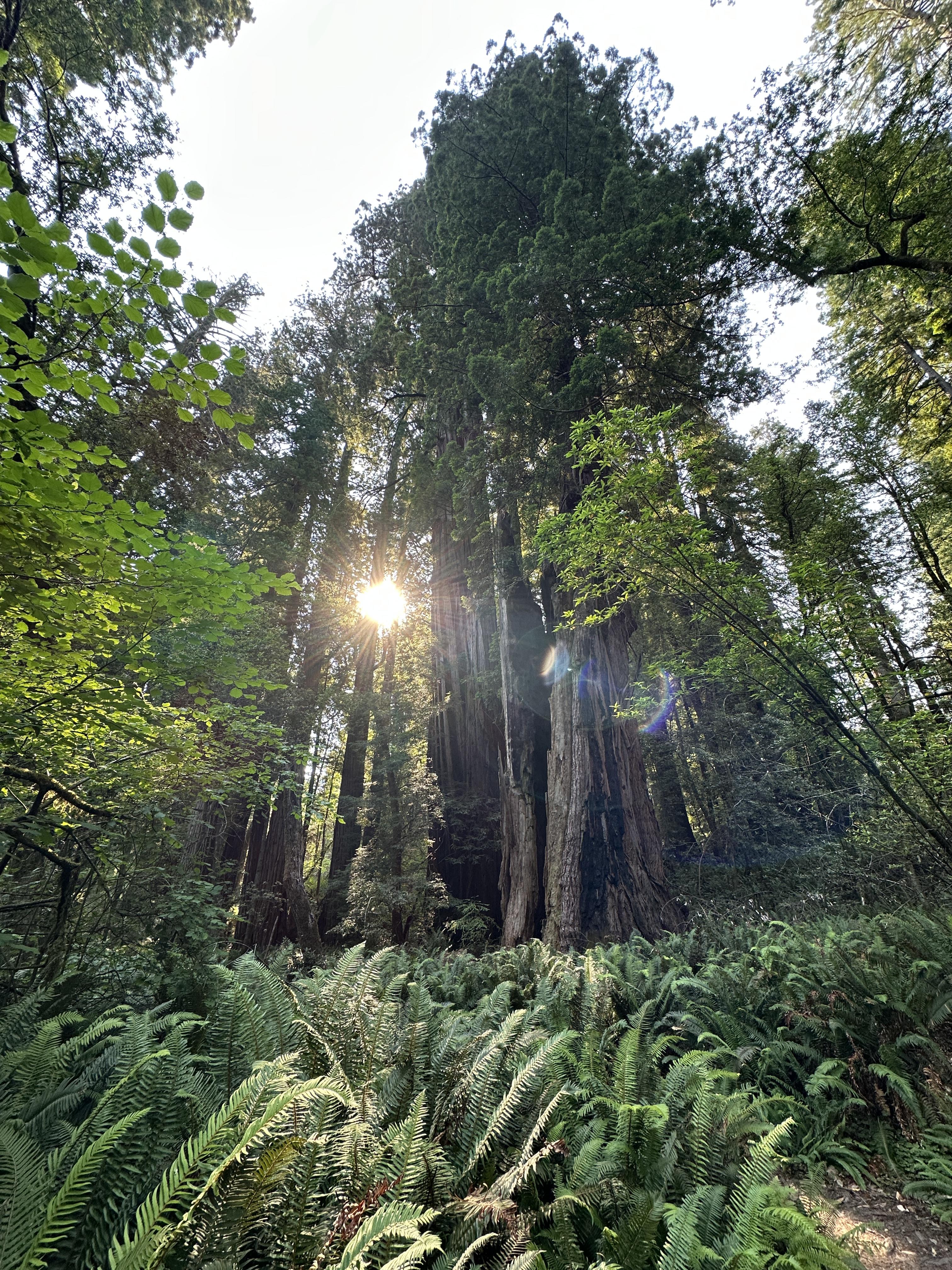 Advisor - Epic Family Adventure in the National Parks: Lassen Volcanic, Redwood & Crater Lake