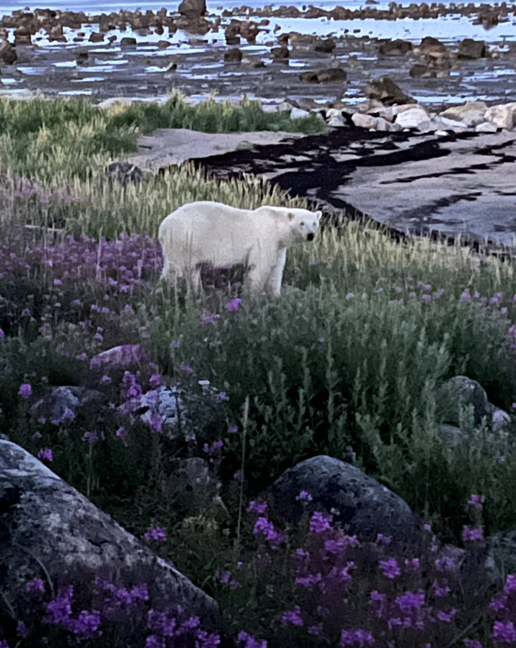 Wild about Churchill, Canada: Bears, Belugas & the Northern Lights!