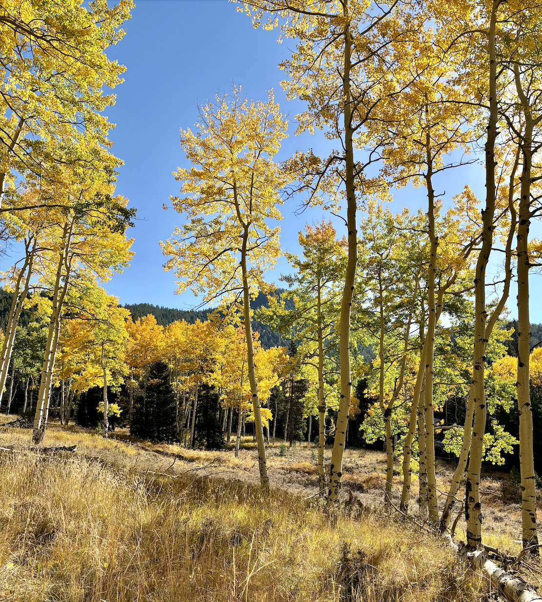 Advisor - Leaf Peeping in Vail