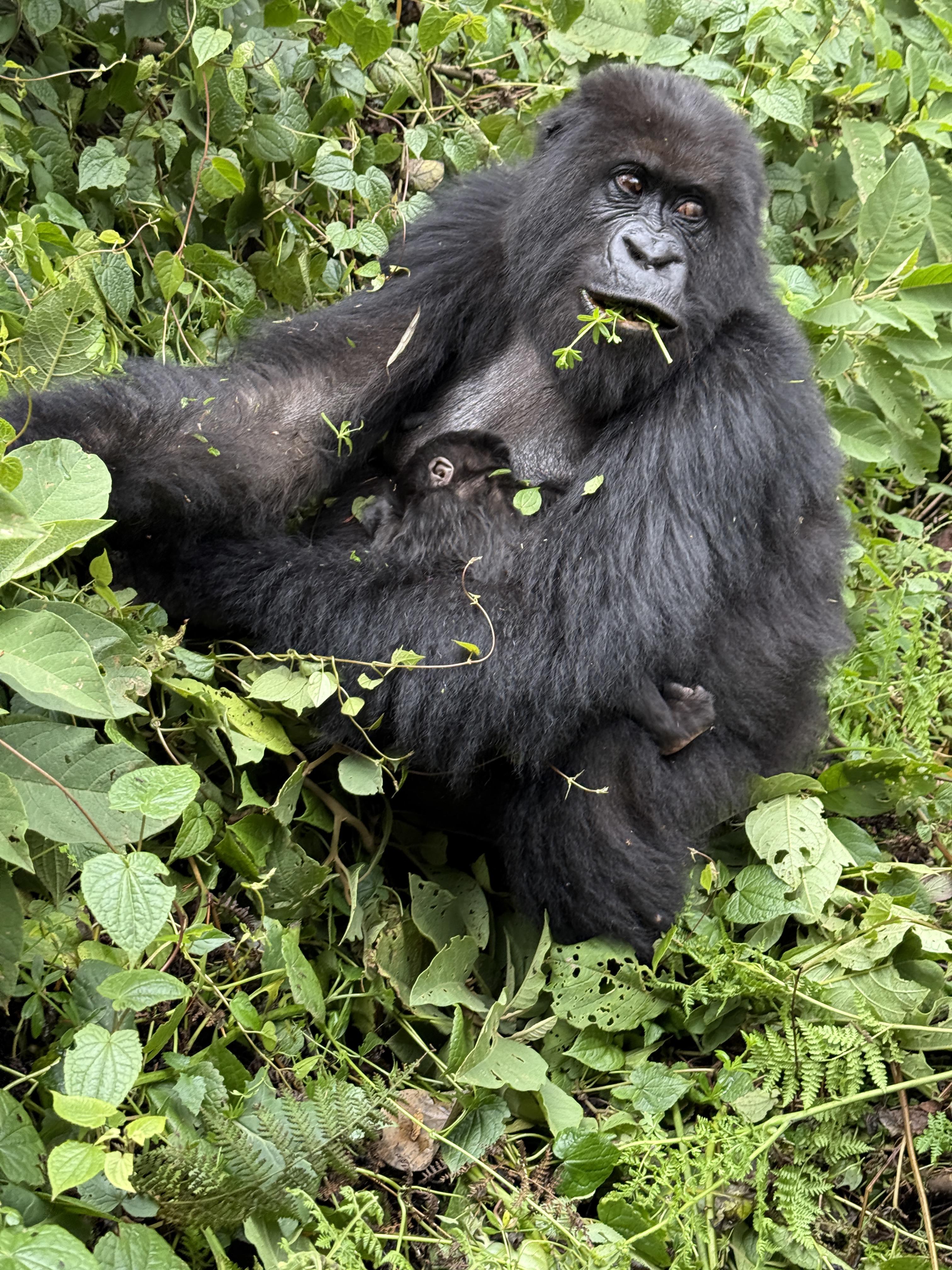 Rwanda: Kigali and Volcanoes National Park History, People & Gorilla Trekking