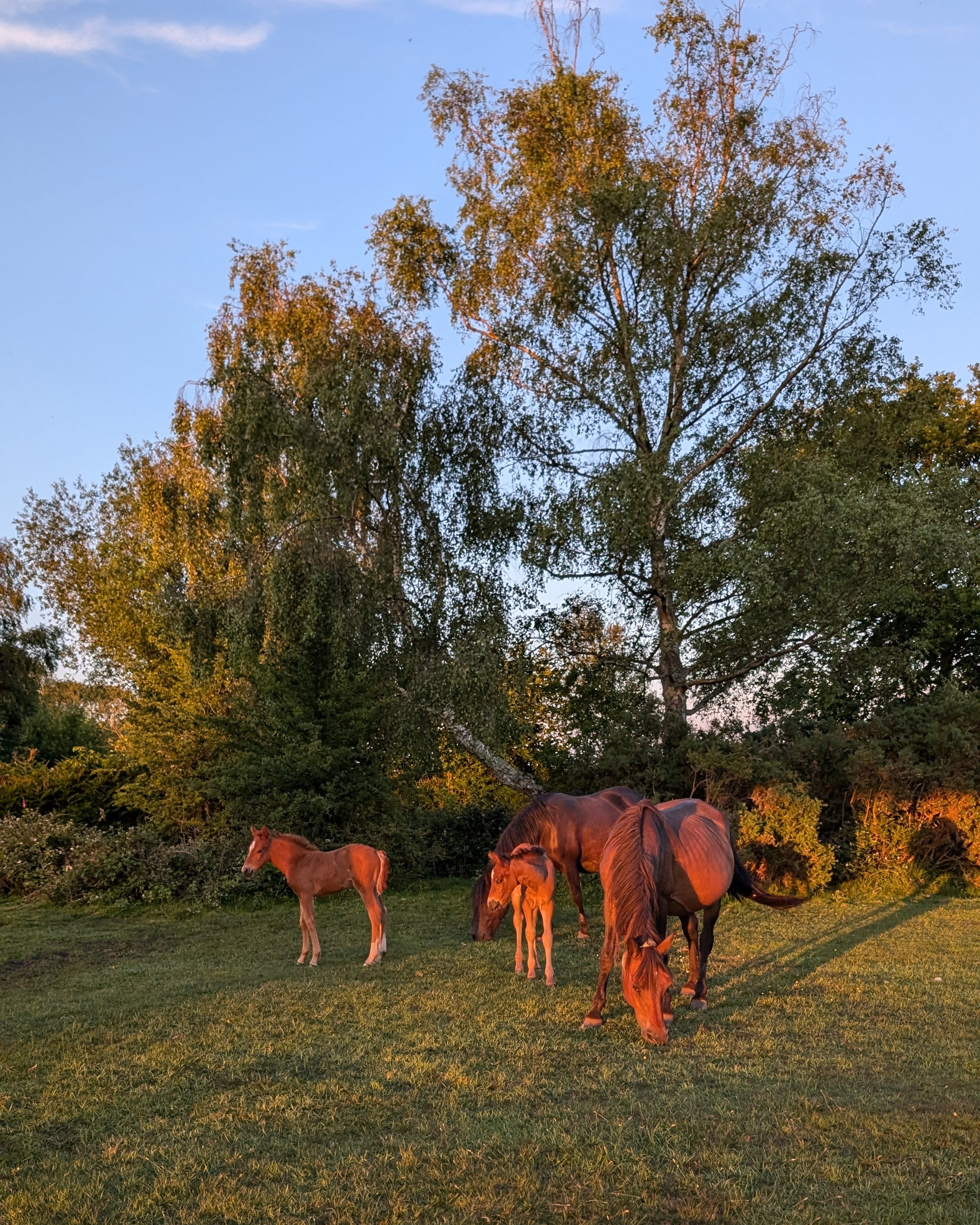 Advisor - The New Forest: England's Enchanting Gem