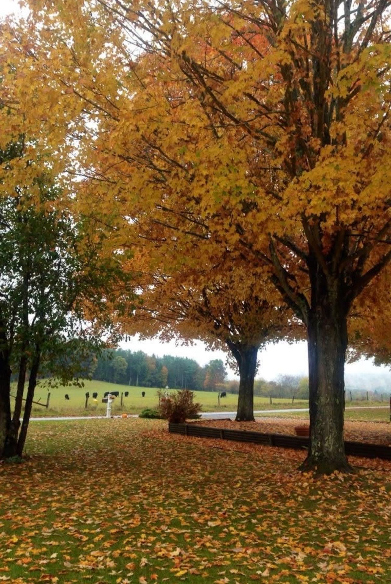 Advisor - No Wi-Fi, No Problem: Family Getaway to West Virginia