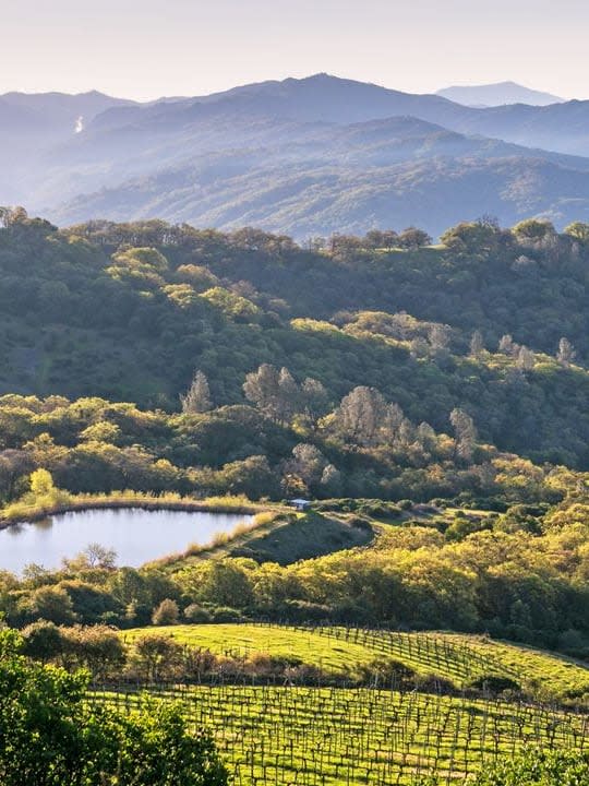 Advisor - Elevated Healdsburg: Wine Country, Well-Poured