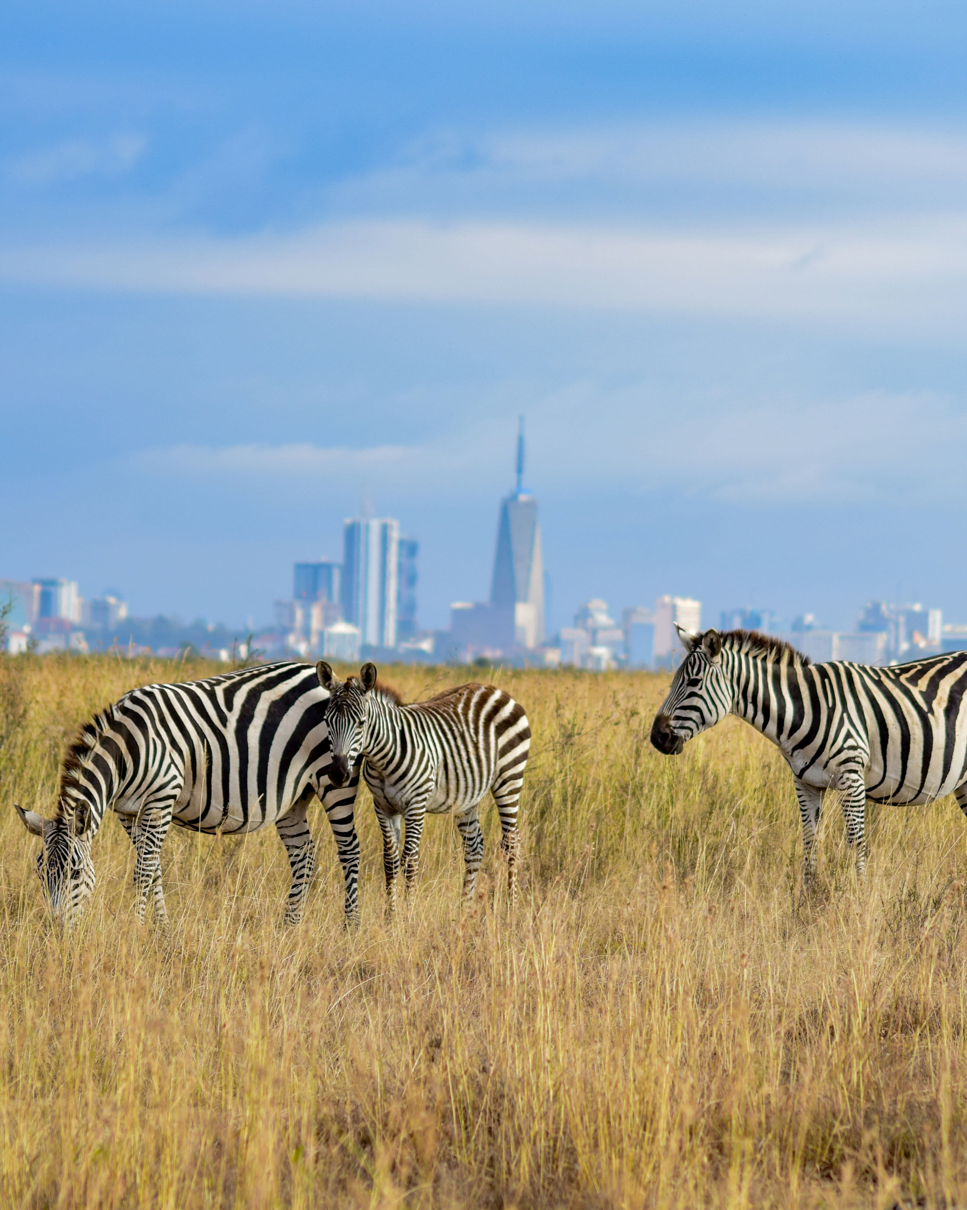 Advisor - Discover Nairobi: Where Culture & Nature Converge