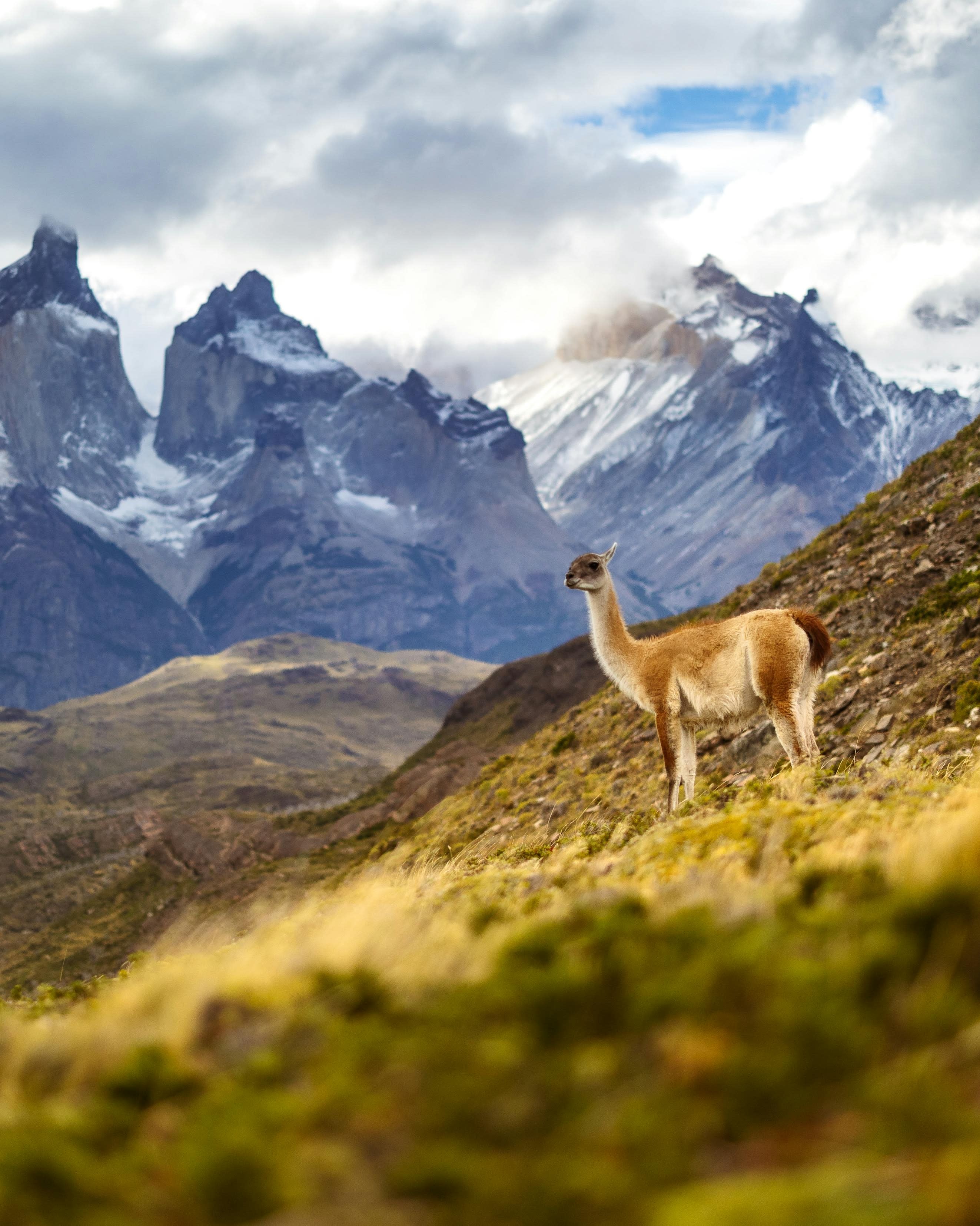 Advisor - 8-Day Patagonia Adventure: W Trek & Luxury Lodges