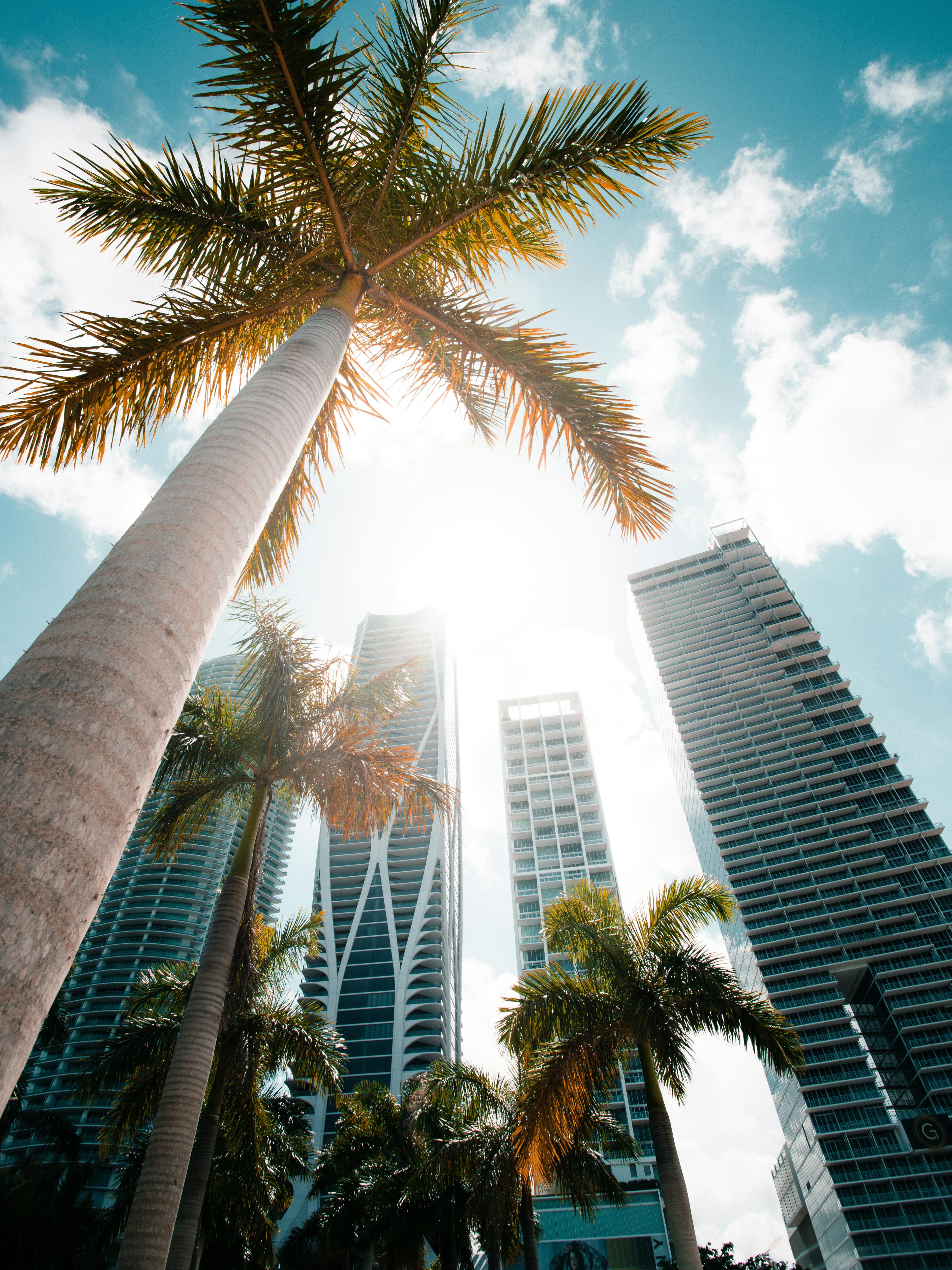 Advisor - Miami Unlocked: Sun, Style & Sophisticated Nights
