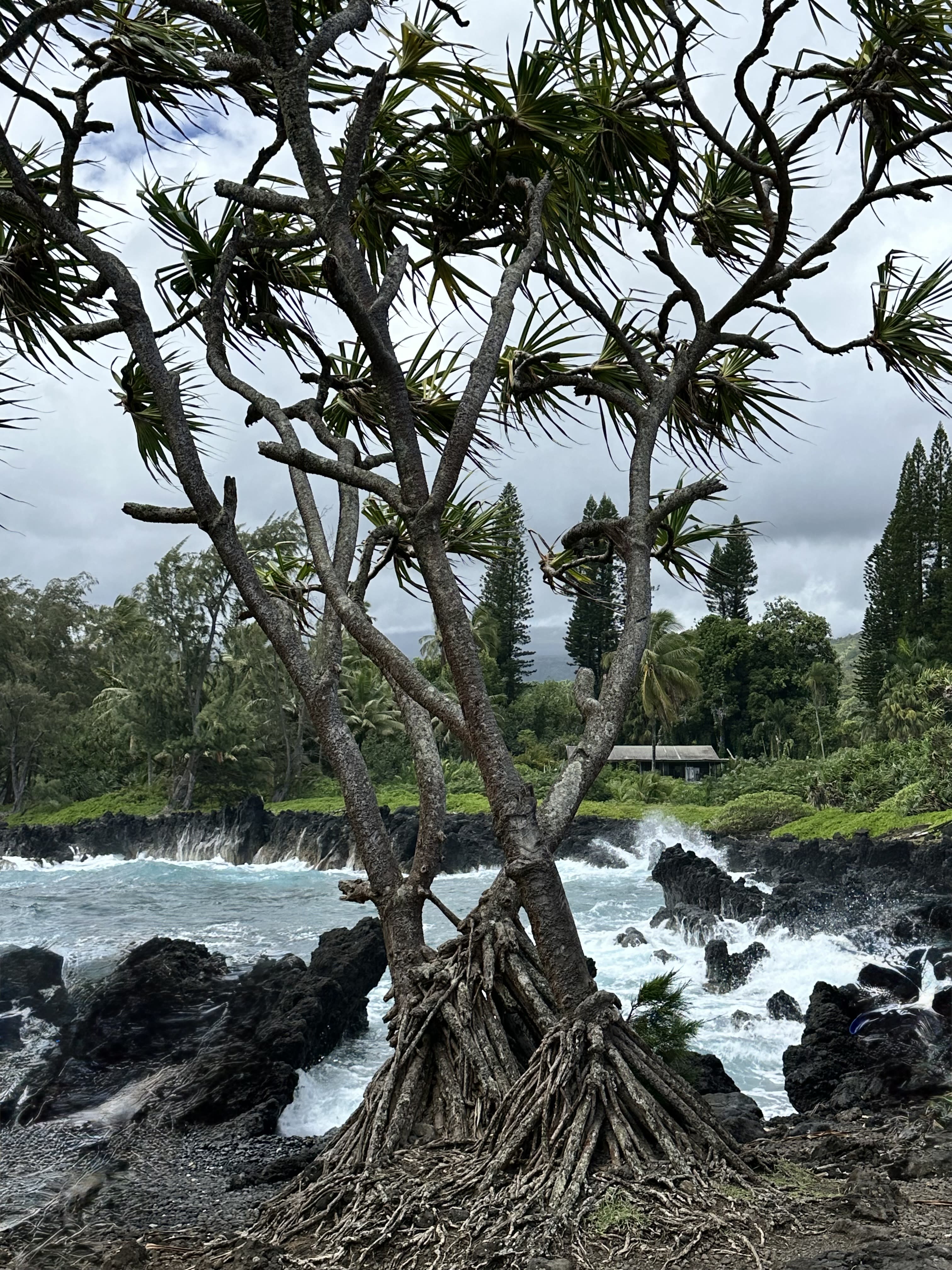Advisor - Discover the Magic of Maui