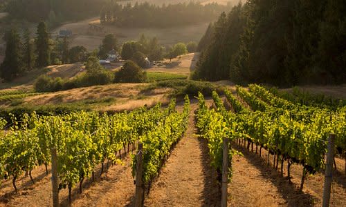 Advisor - 3 Days in Oregon Wine Country
