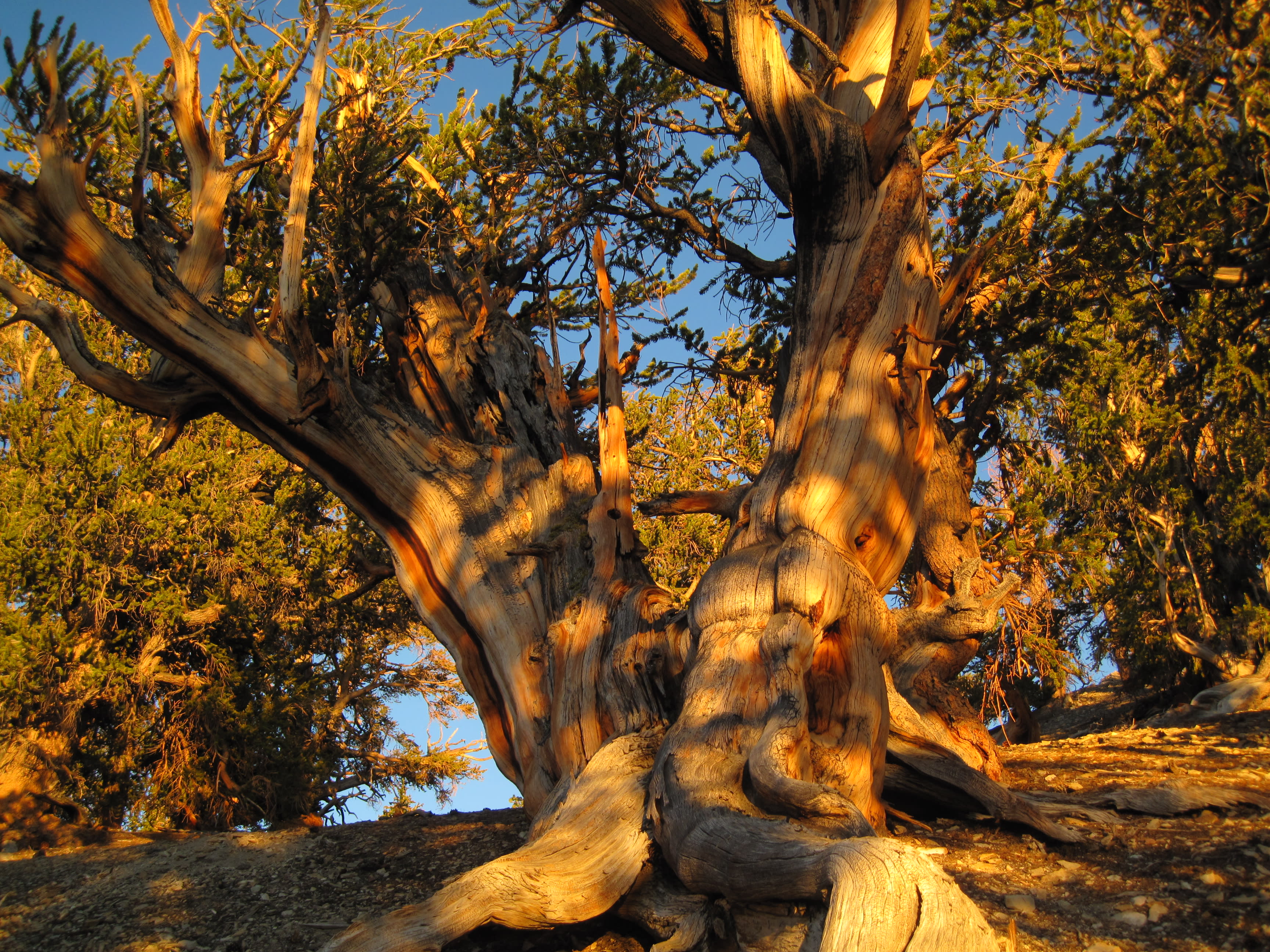 Advisor - Owens Valley: Where Desert Drama Meets Alpine Dreams