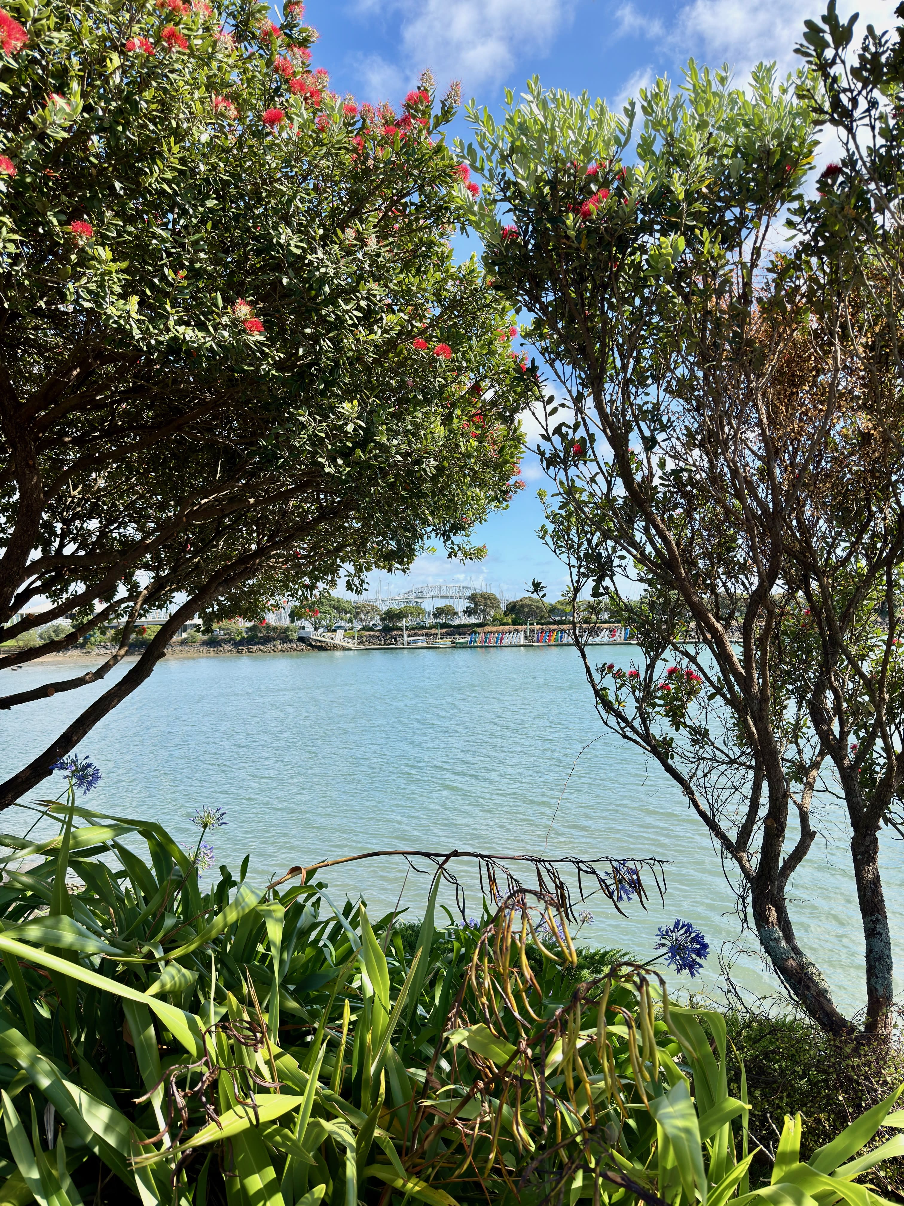 Advisor - 48 Hours in Auckland, New Zealand