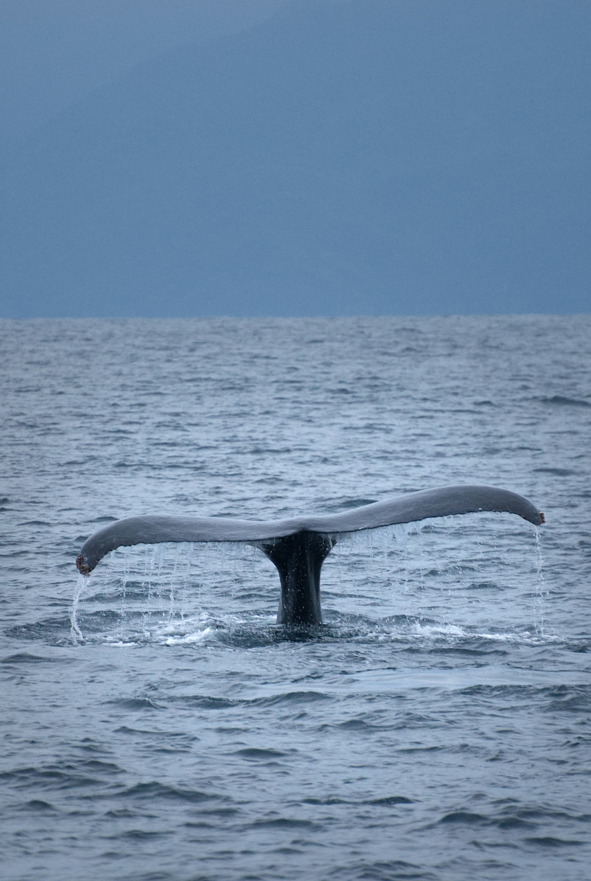Advisor - Puerto Vallarta in Winter: Whale Watching, Coastal Rhythm & Easygoing Days