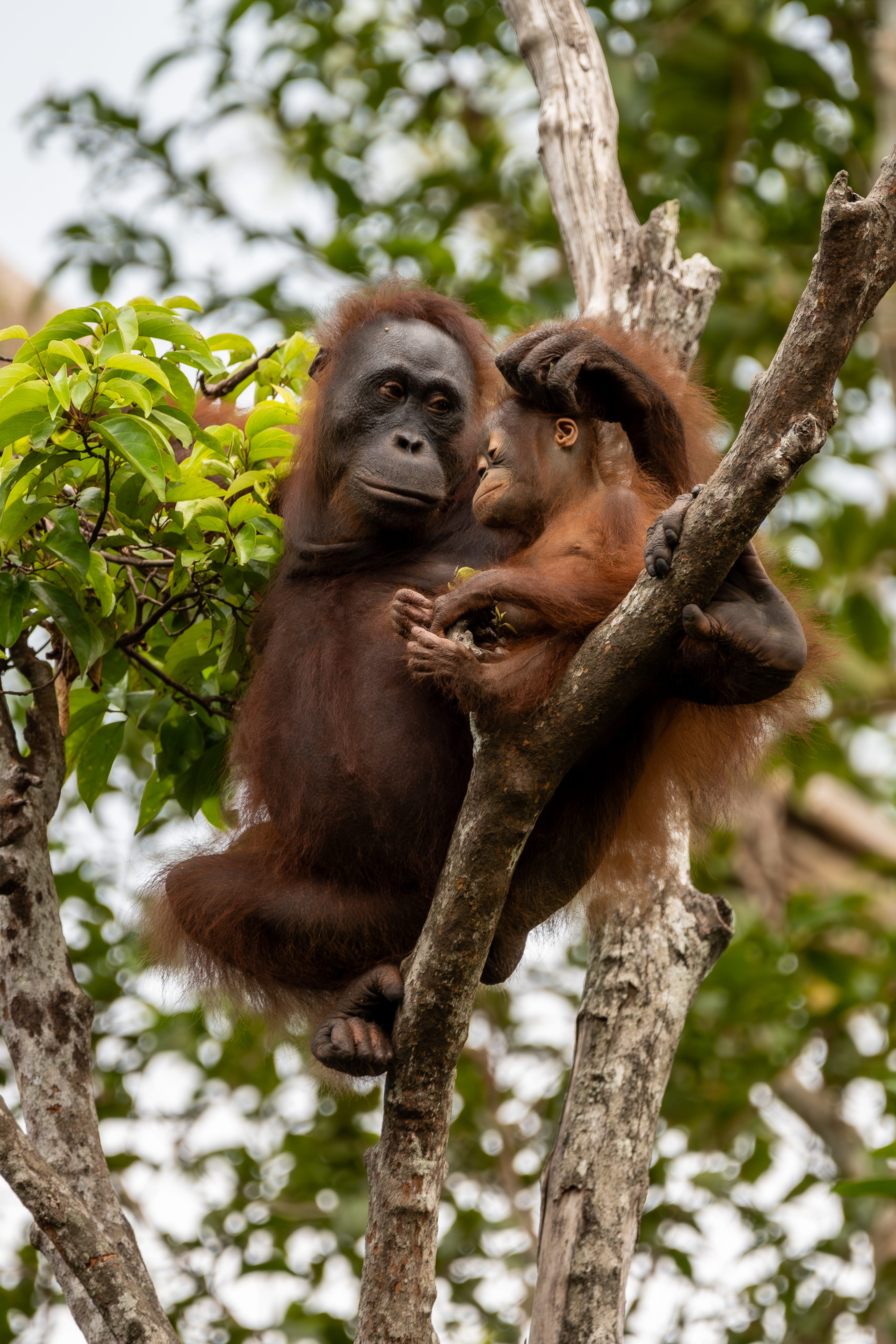 Advisor - The Heart of the Jungle: Trekking Borneo