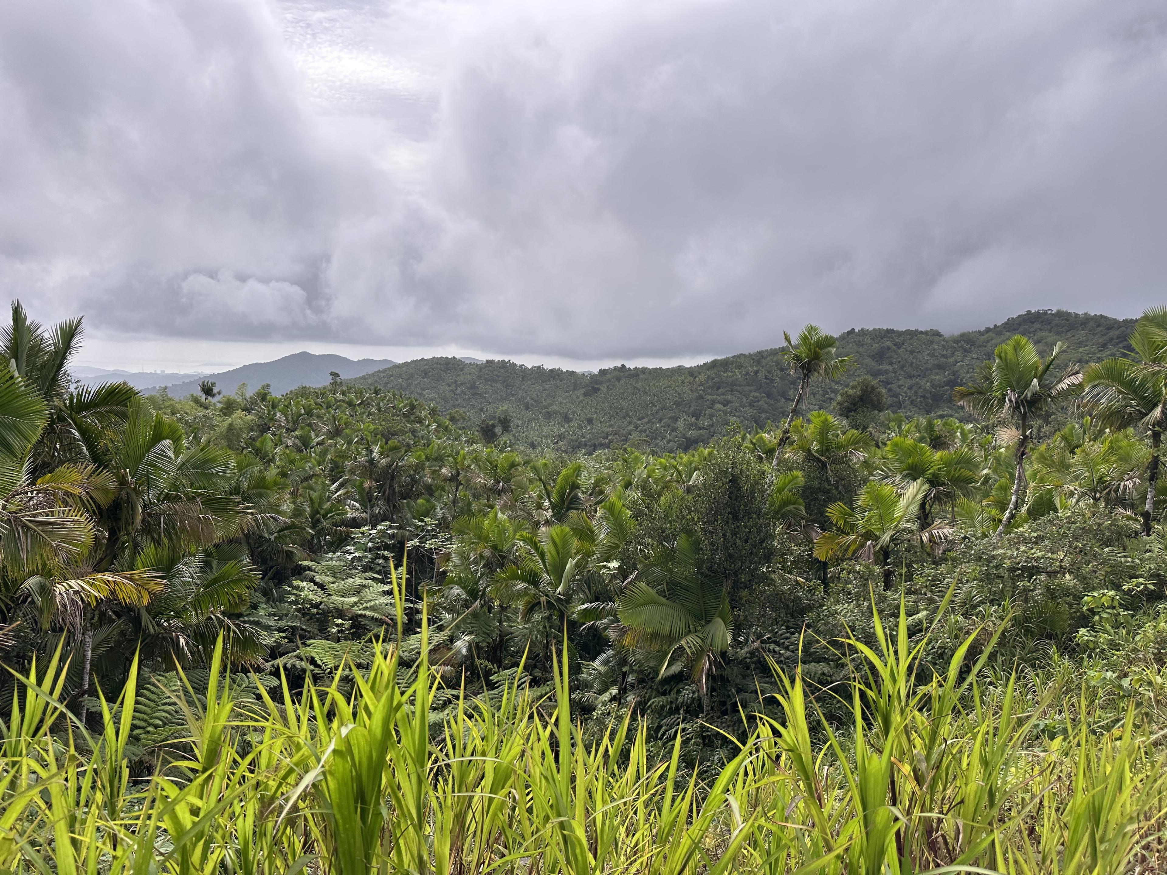 Advisor - Discovering Puerto Rico: Waterfalls, Bioluminescence & Amazing Beaches
