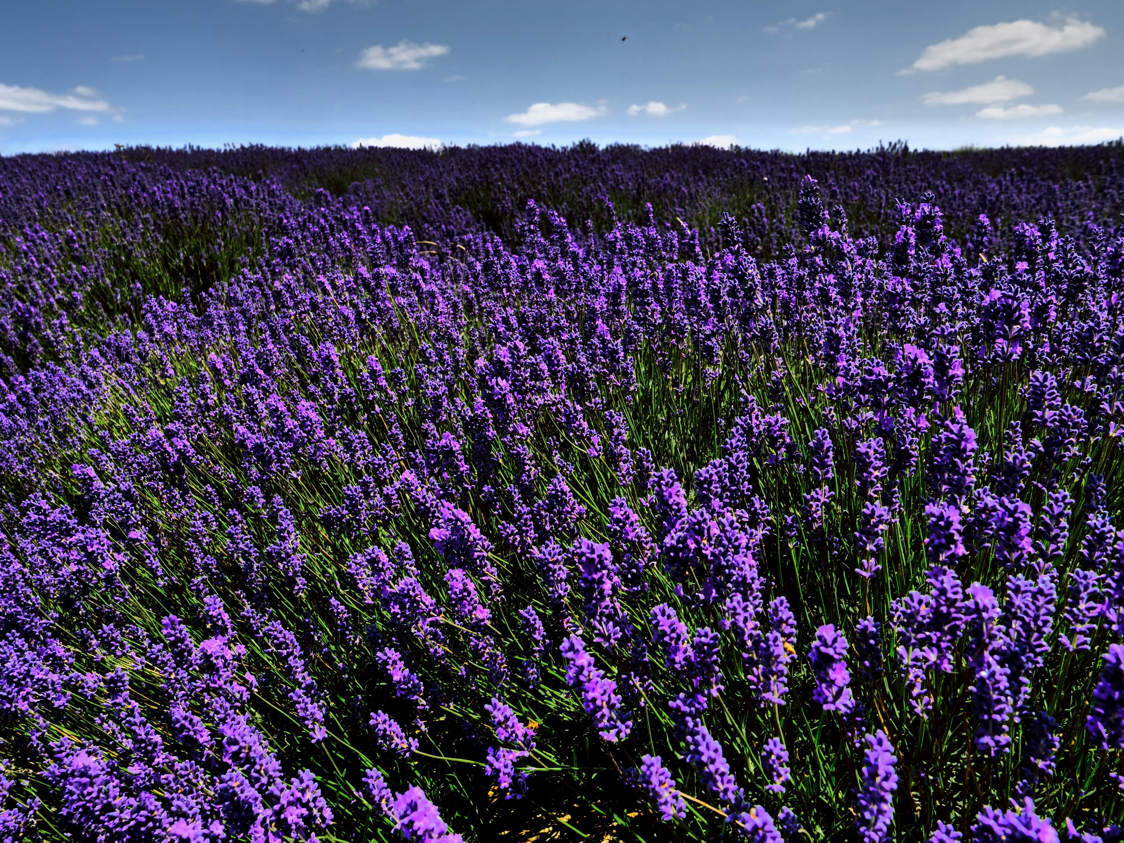 Advisor - The Essence of the South: A Curator’s Guide to Provence & the Blue Coast