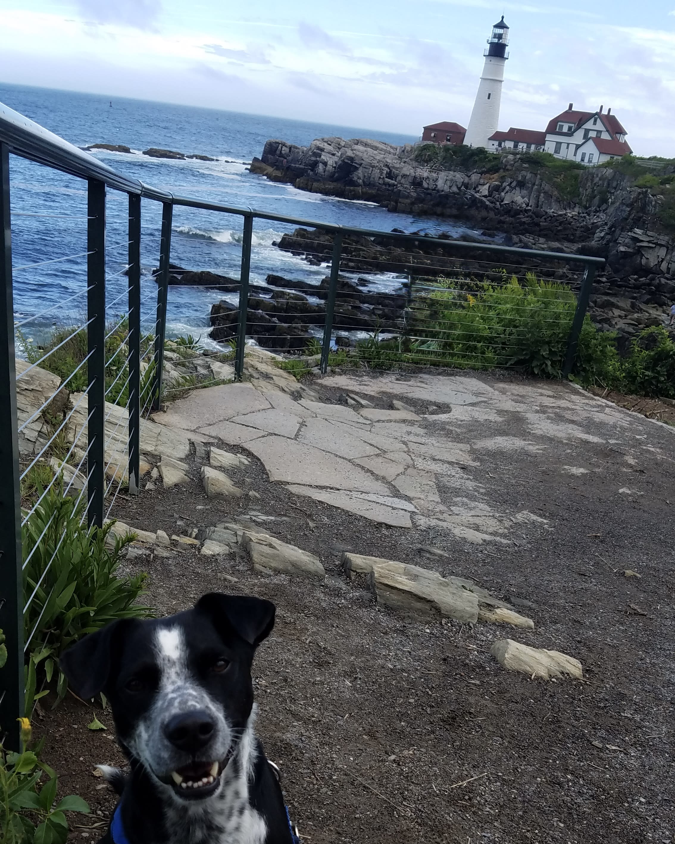 Advisor - Three Dog Days in Portland, Maine